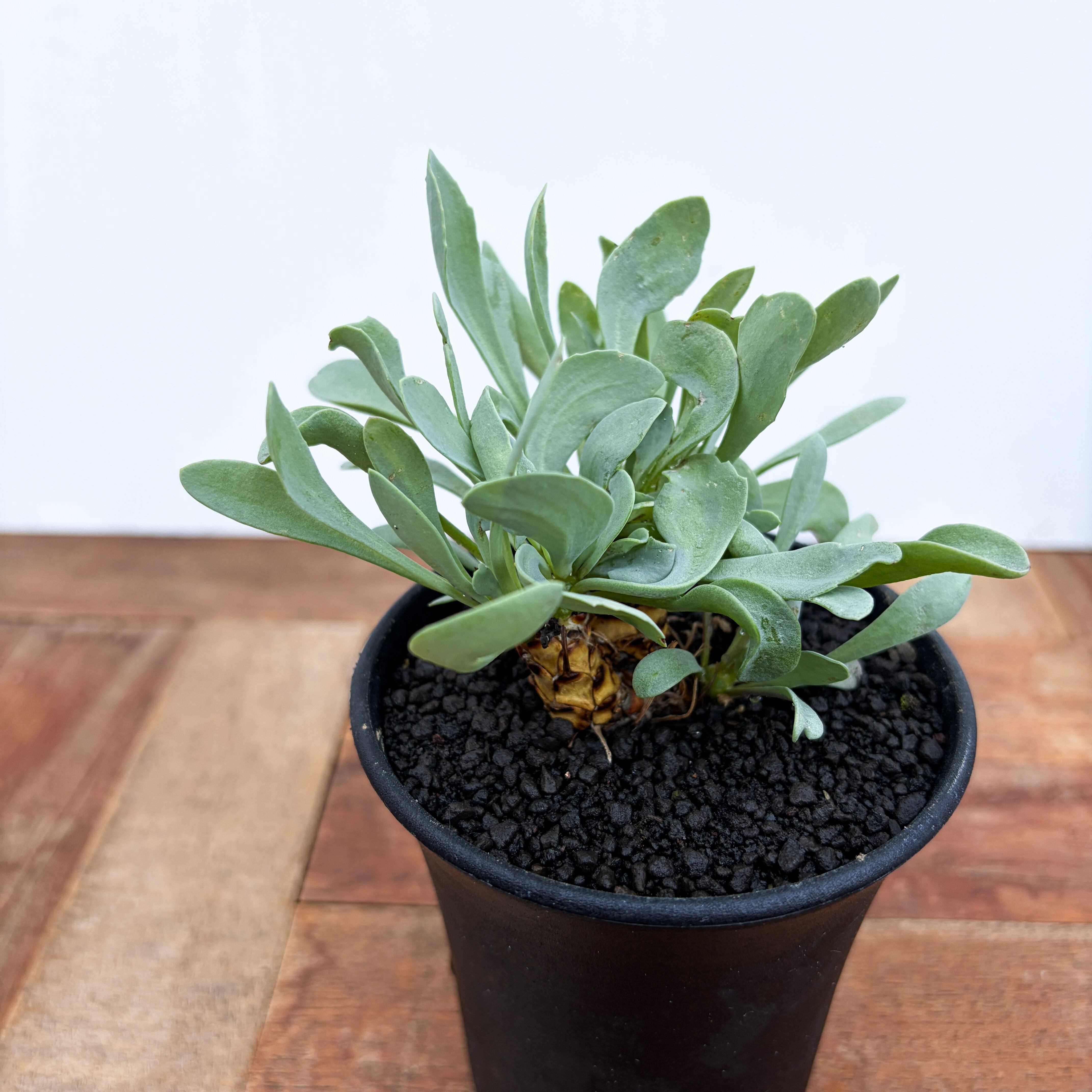 美株 オトンナ レピドカウリス 発根済 オトンナ レピドカウリス 実生 Othonna lepidocaulis