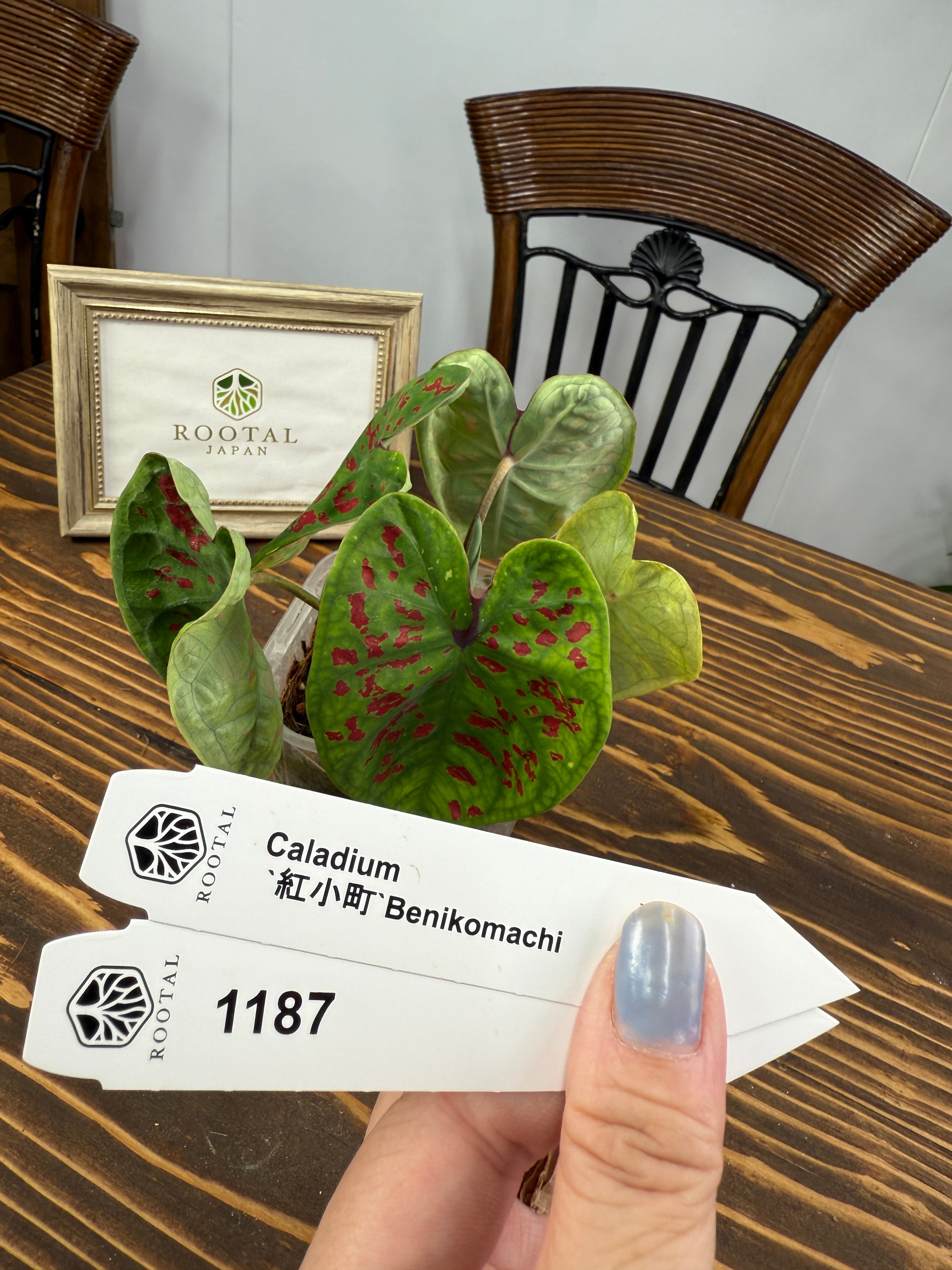 ★1187【紅小町】カラジウム 紅小町(9cmロング硬質ポット)