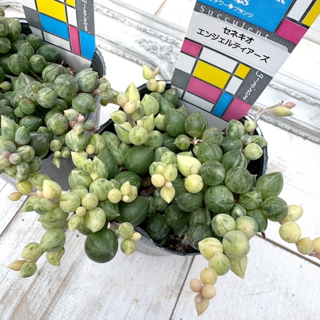 【ネックレス】エンジェルティアーズ｜多肉植物,寄せ植え,おしゃれ,かわいい