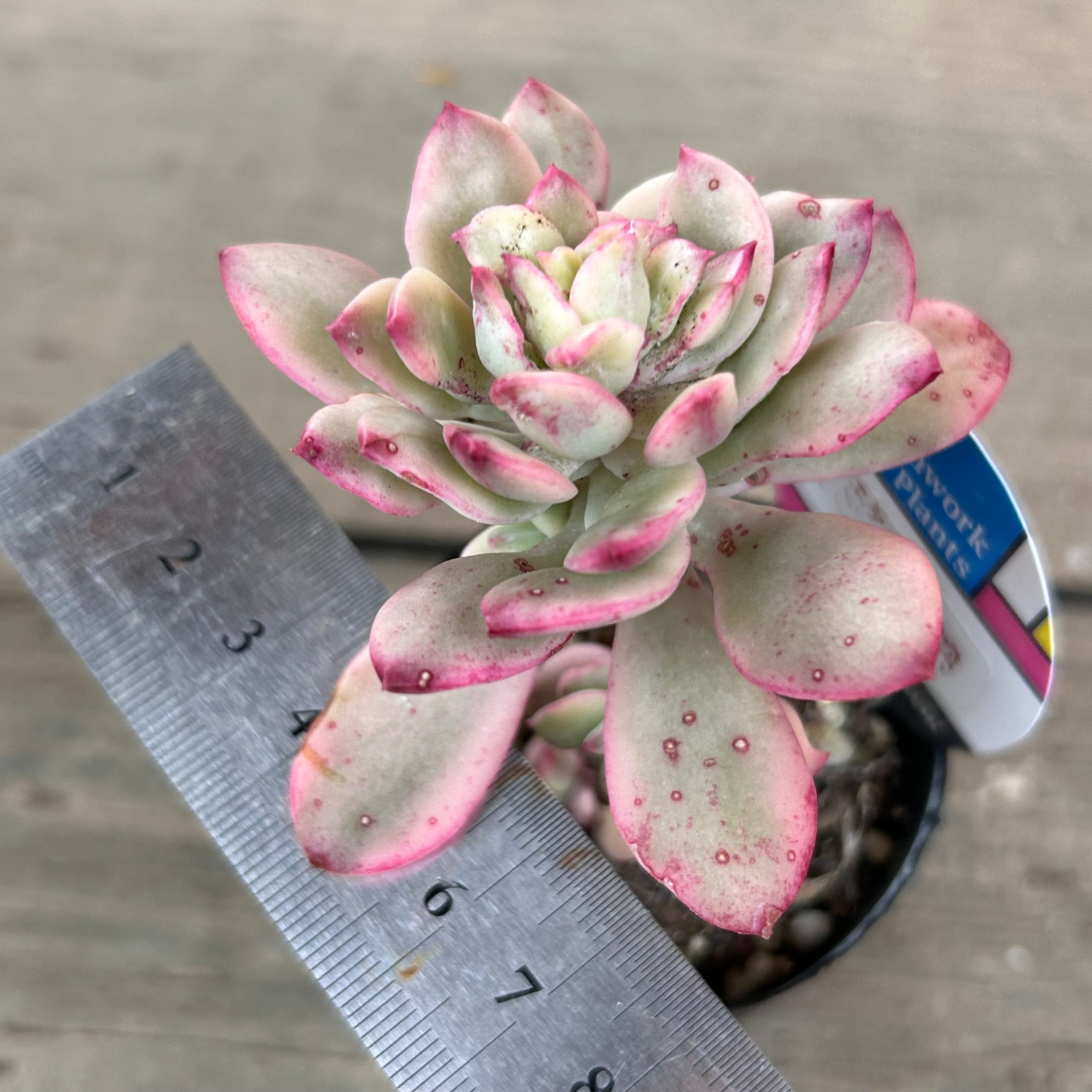 ミニベル錦 | RuPo 多肉植物専門店