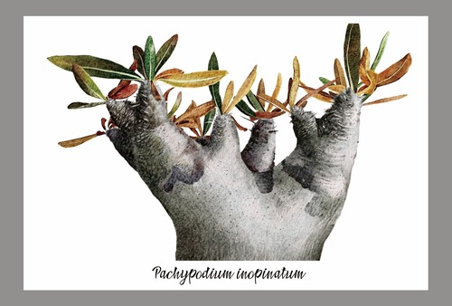 パキポディウム・イノピナツム ポストカード / Pachypodium inopinatum postcard