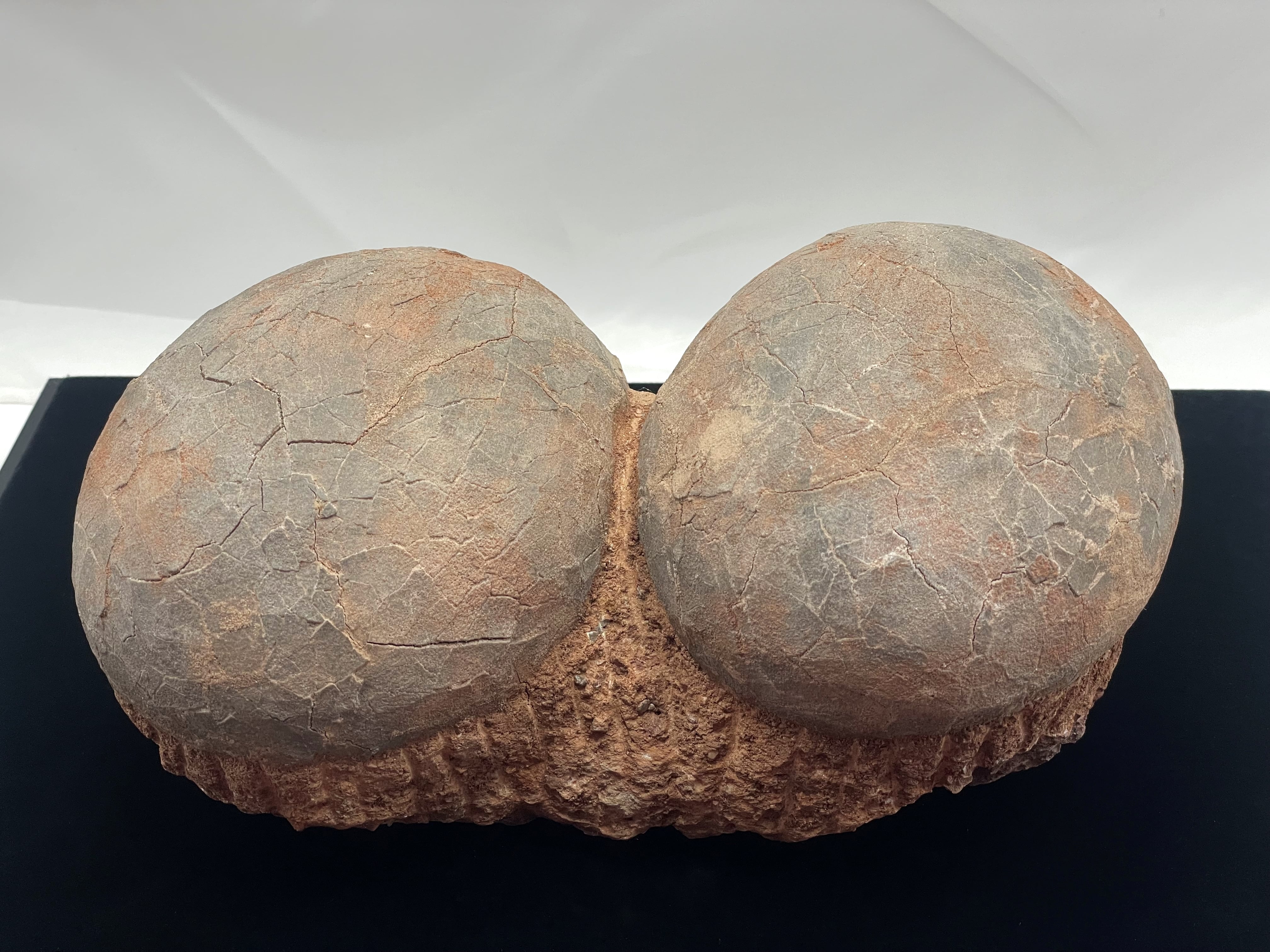 恐竜の卵の化石（レプリカ） | DantaliaN-outlet