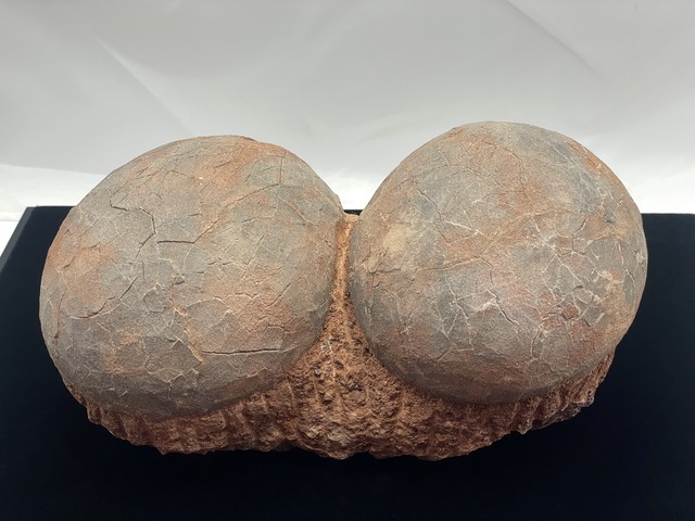 恐竜の卵の化石（レプリカ）
