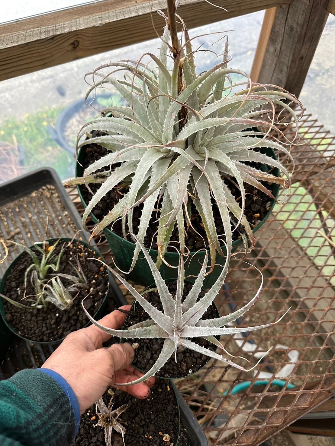 Deuterocohnia longipetala silver clone 山木 | 雀草ナーサリー