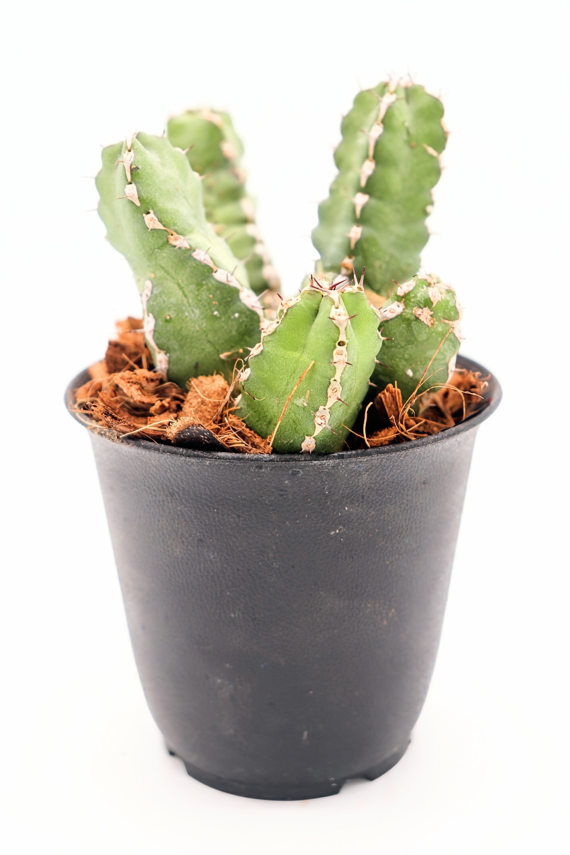 Astrophytum アストロフィツム ランポー モンスト 碧瑠璃鸞鳳玉