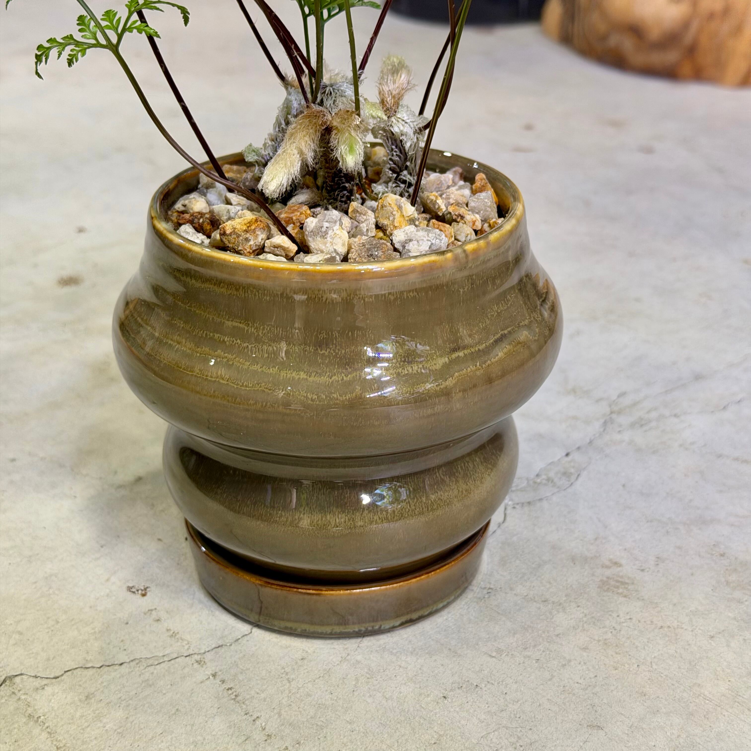 のぶのぶ しのぶ（忍） | barrelplants_BONSAI