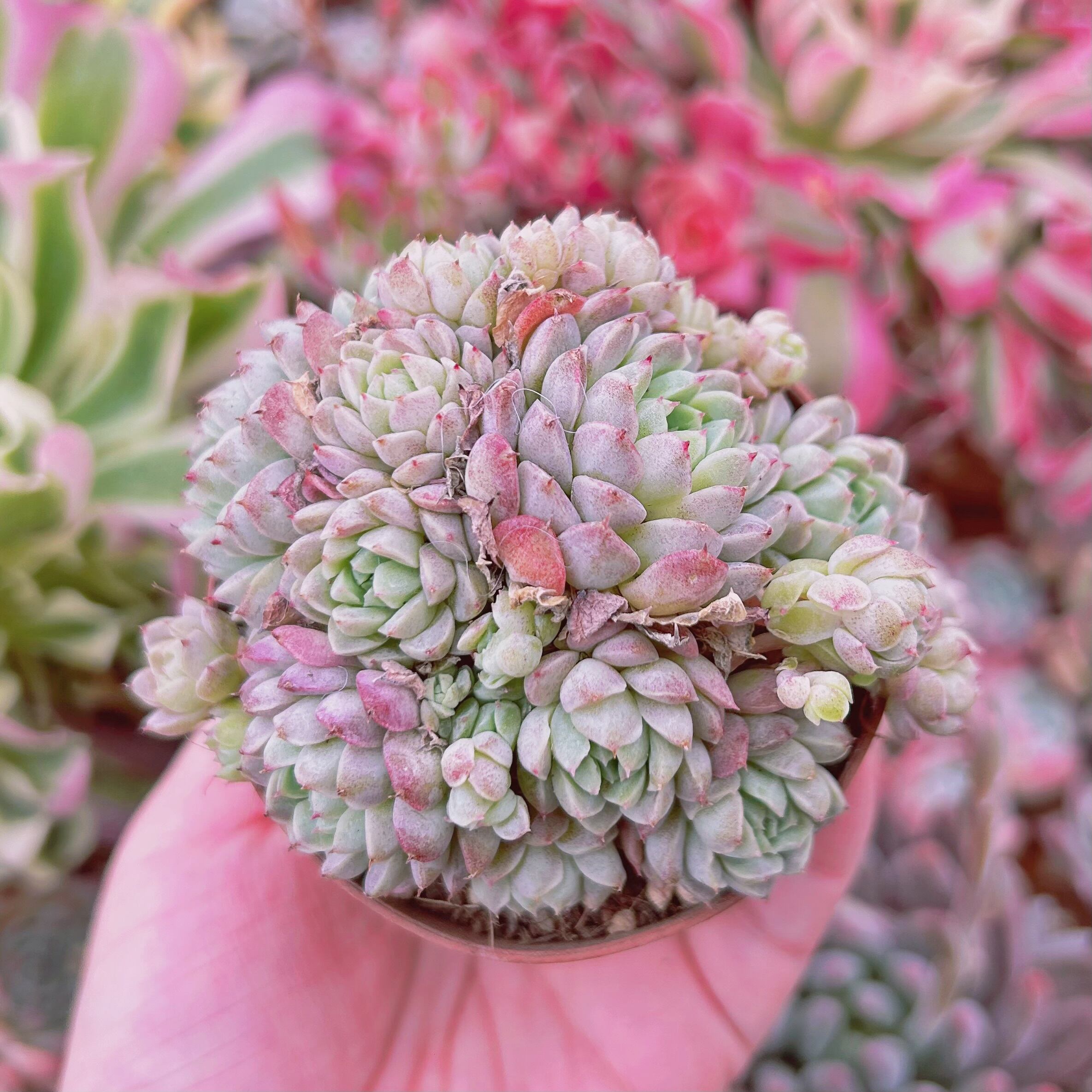 #023現物　多肉植物　ハチミツボール