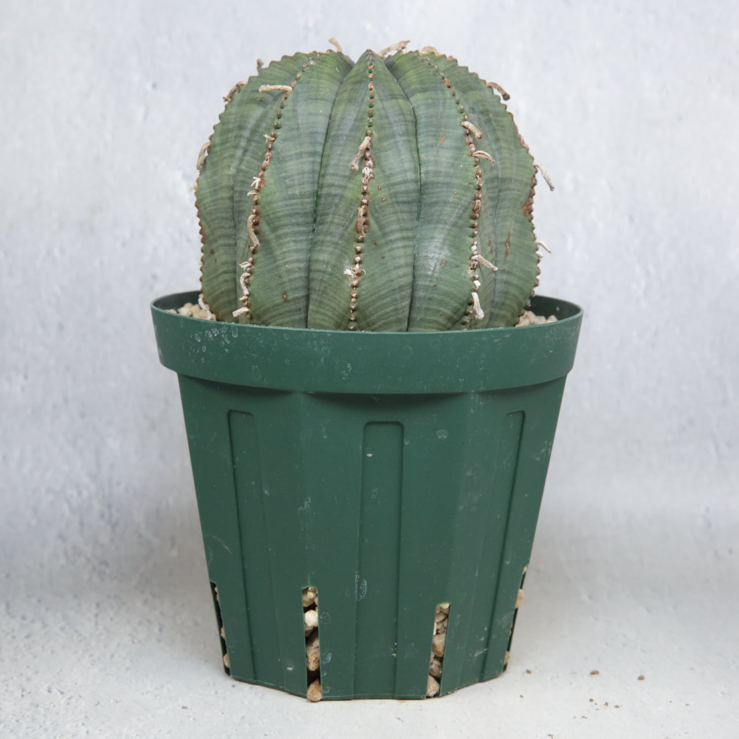 超大株 9.2cm まん丸 良型 オベサ / ユーフォルビア | LIGHTHOUSE