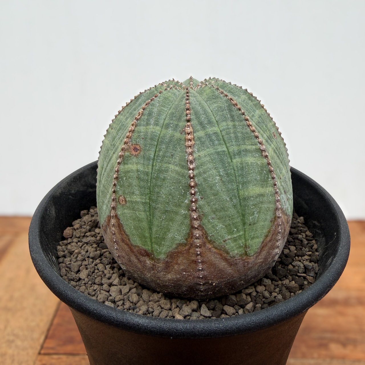 Euphorbia obesa【ユーフォルビア・オベサ・♀】