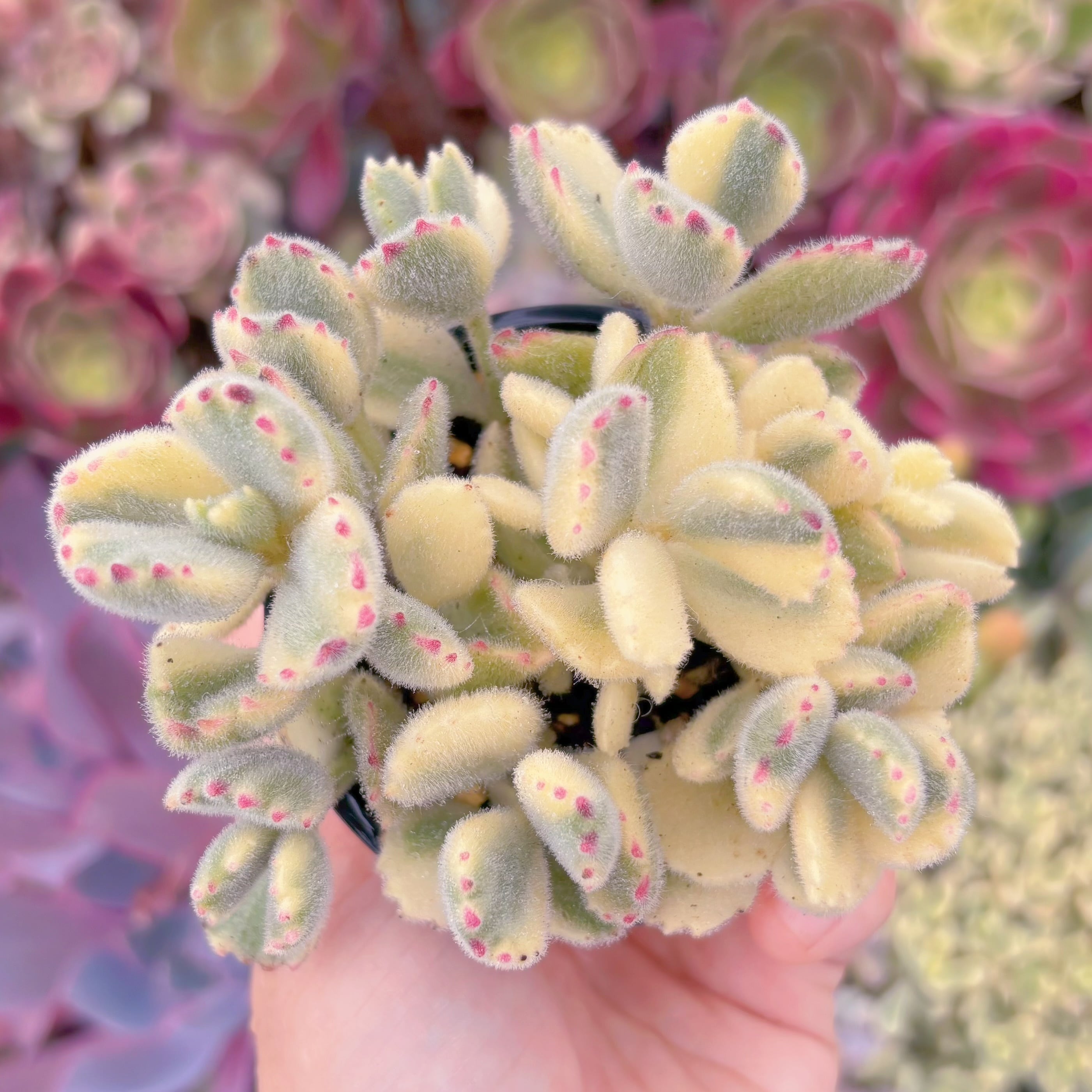 現品　白熊#2160　るる農園