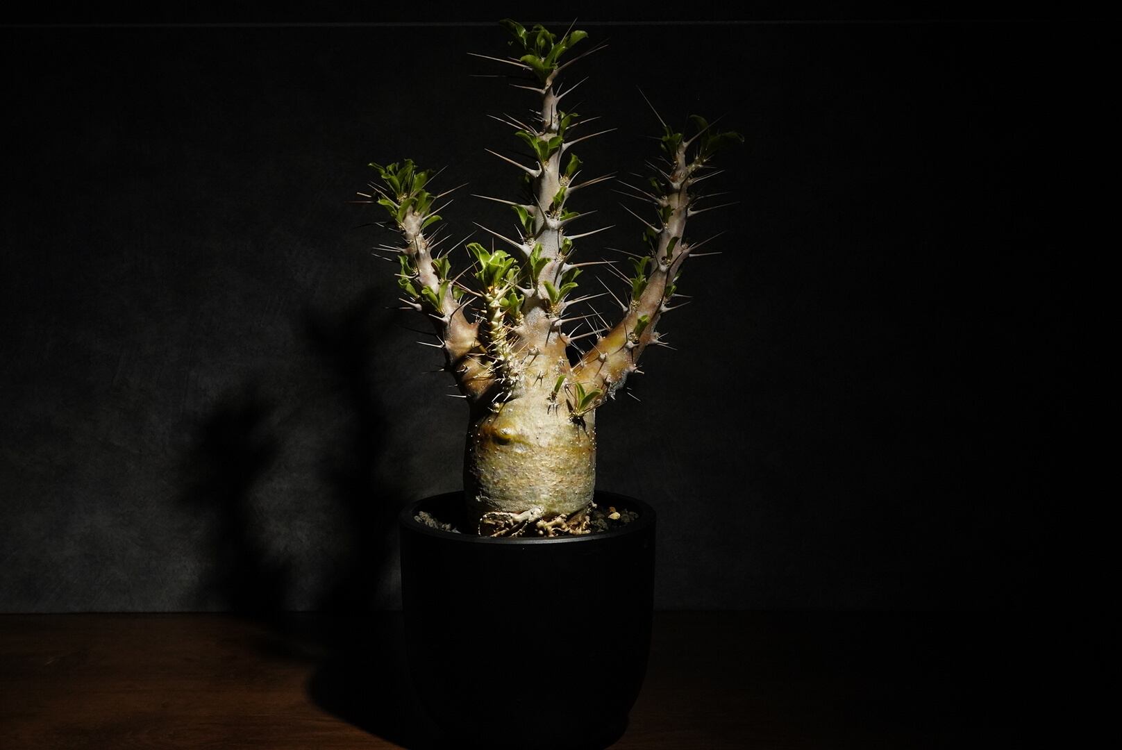 パキポディウム サウンデルシー 現地球〈白馬城〉 | N collect plants