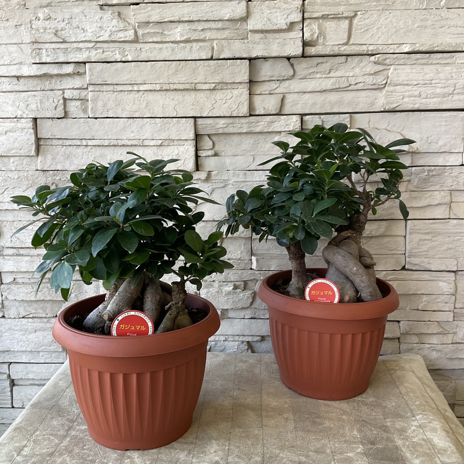 観葉植物】ガジュマル 7寸鉢 | 橋本種苗園