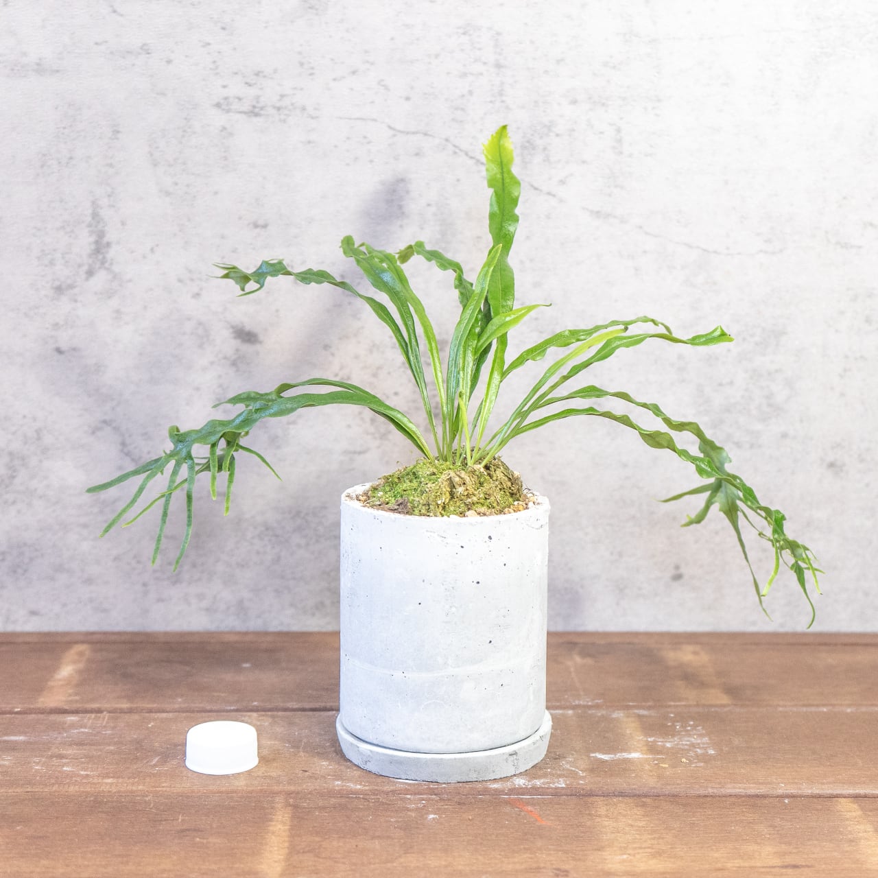 波打つ葉、うねる緑の芸術。さざなみ雲龍を、手づくりモルタル鉢に設えて。一つひとつ手で作り、一つひとつ想いを込めた特別な一鉢。■虫発生抑制【全国一律送料850円】