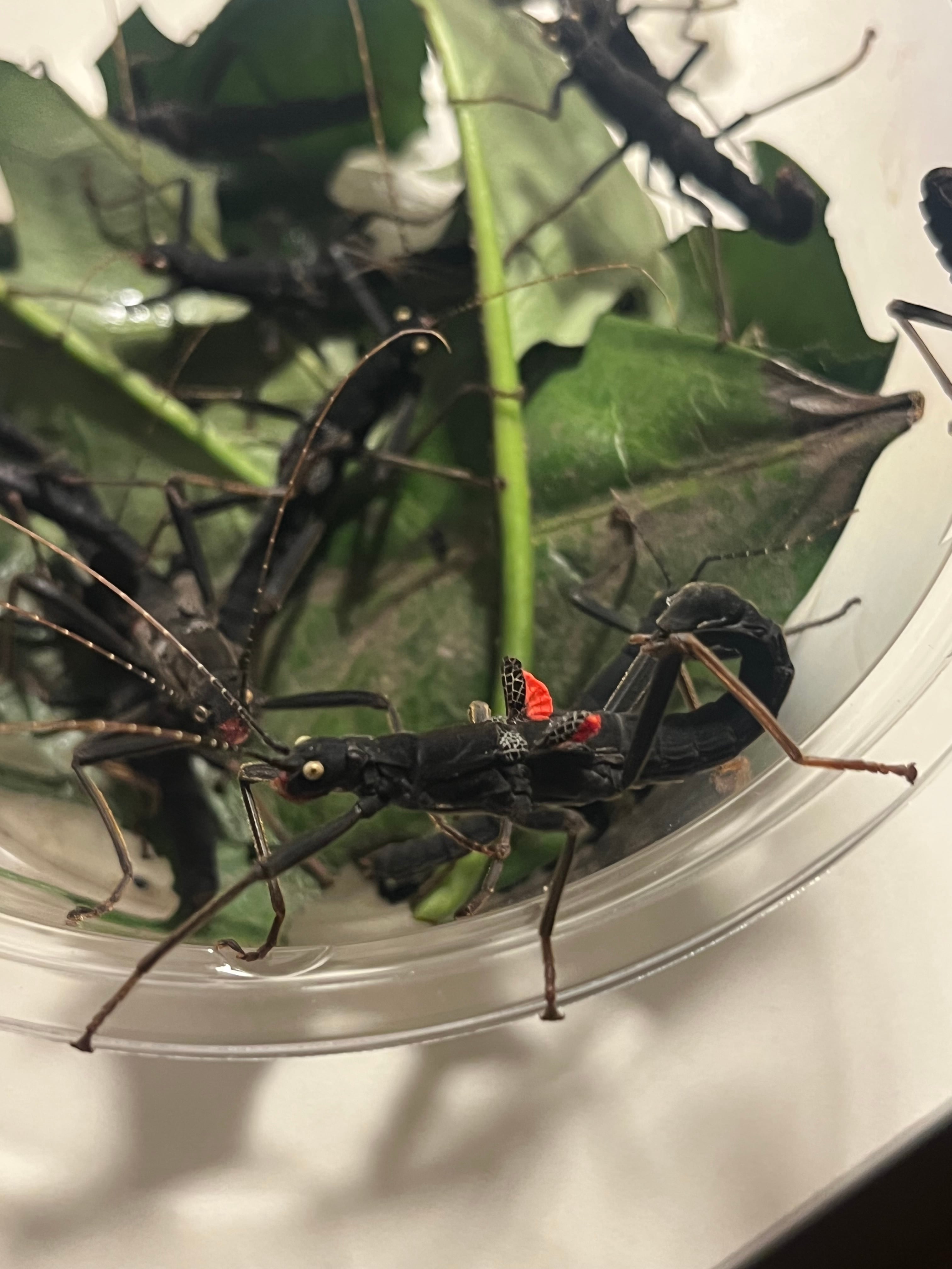 5匹】ブラックベルベットナナフシ Peruphasma schultei | オモニキチュウ