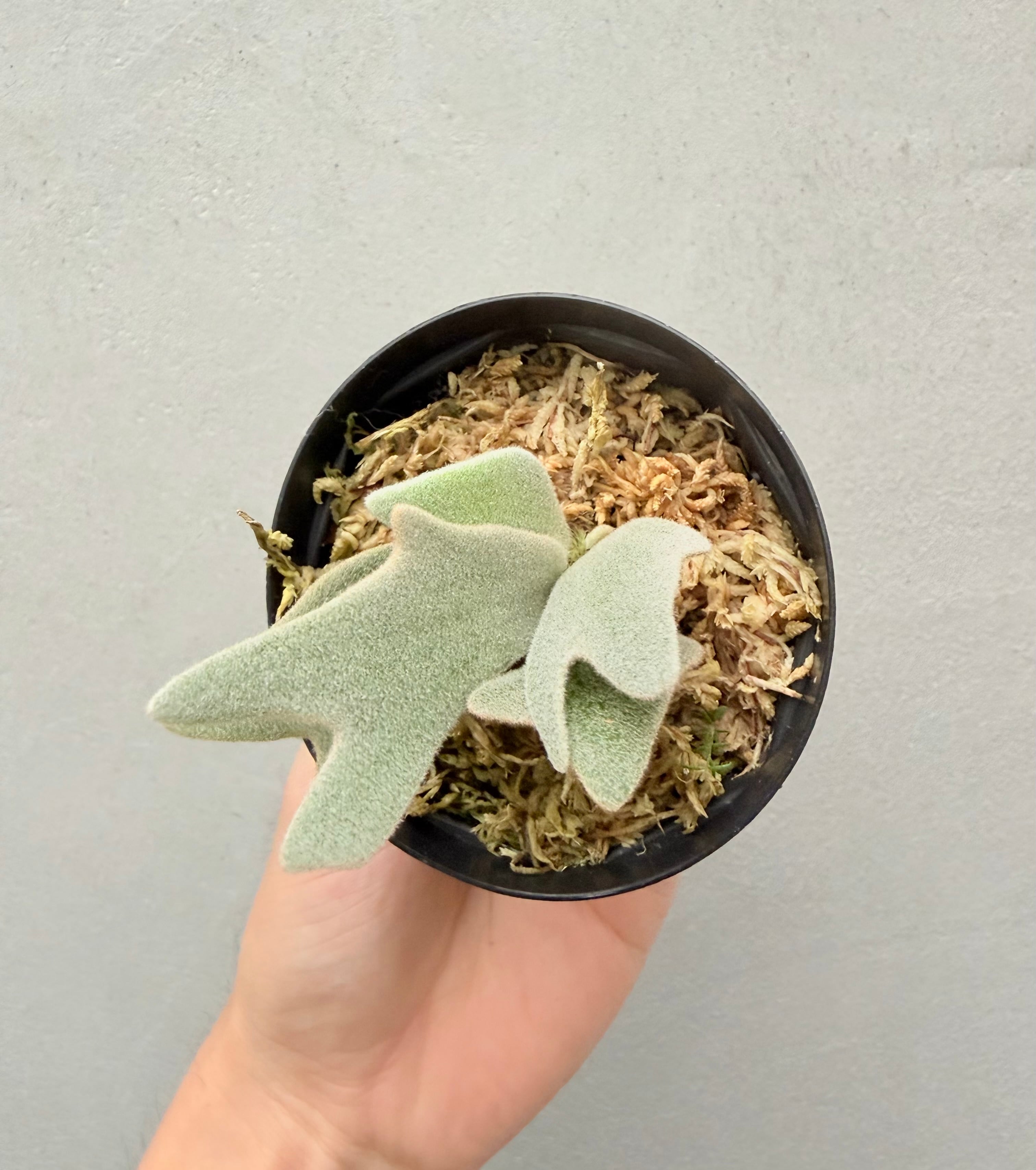c) P. willinckii 'Frosty Maiden' spore grown ②ビカクシダ