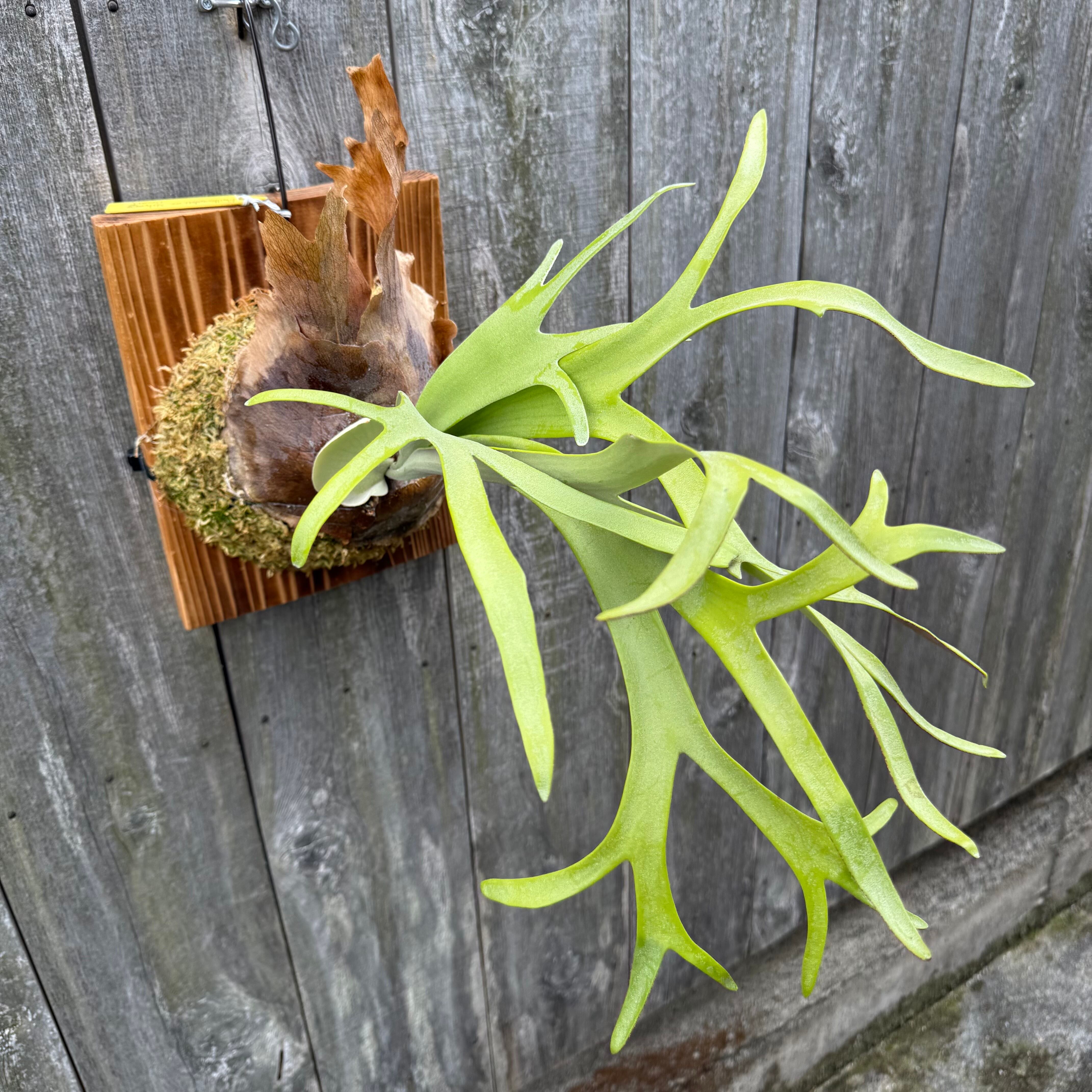 P. willinckii cv. Silvery Dwarf (pup) | naturefix