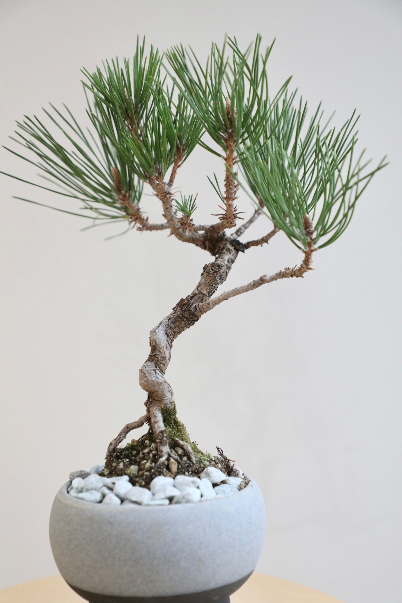 【M】黒松 盆栽/Japanese black pine bonsai 　※陶器鉢付き