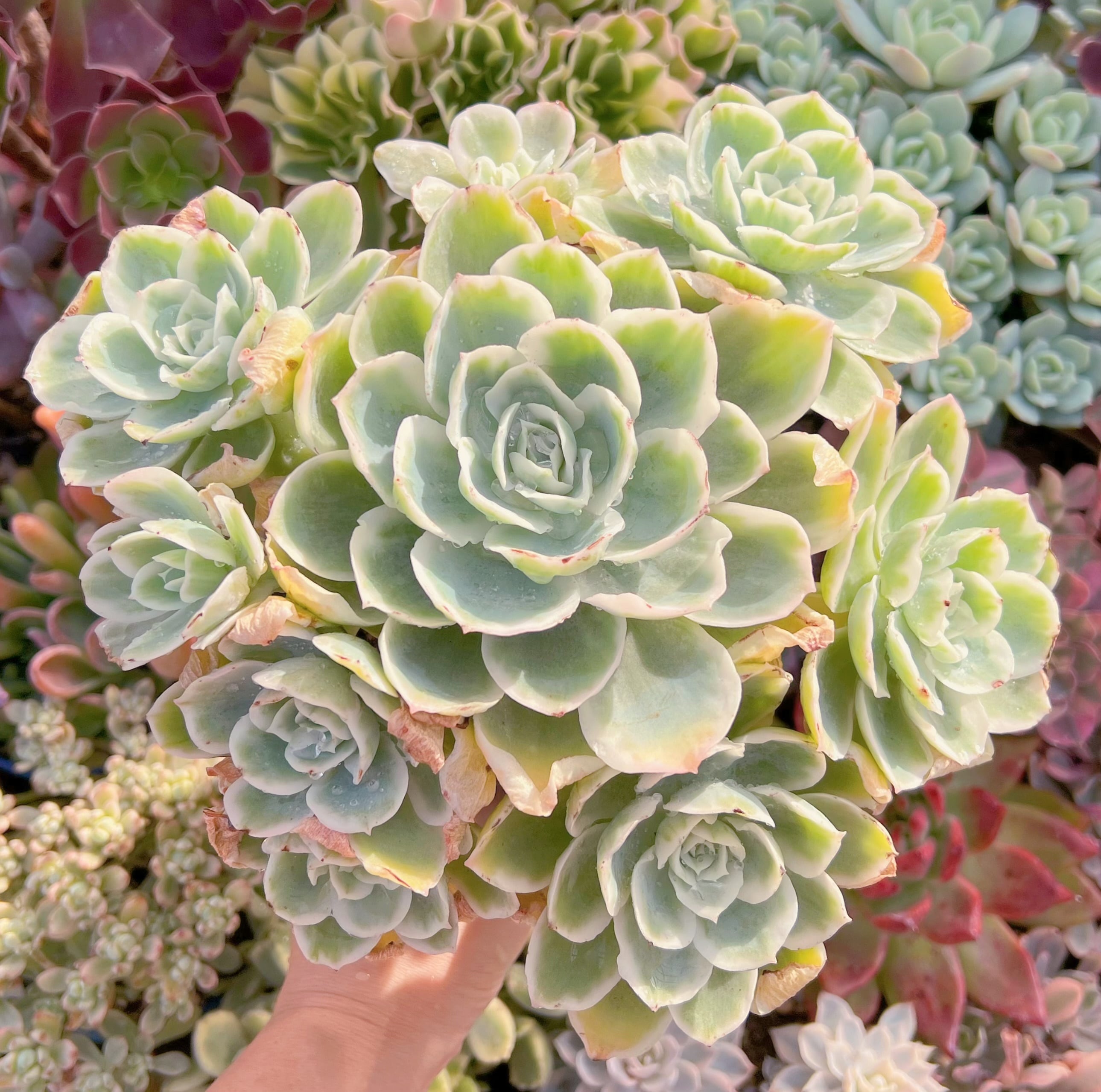 現品　レモンローズ錦#867　特大群生　新入荷　るる農園