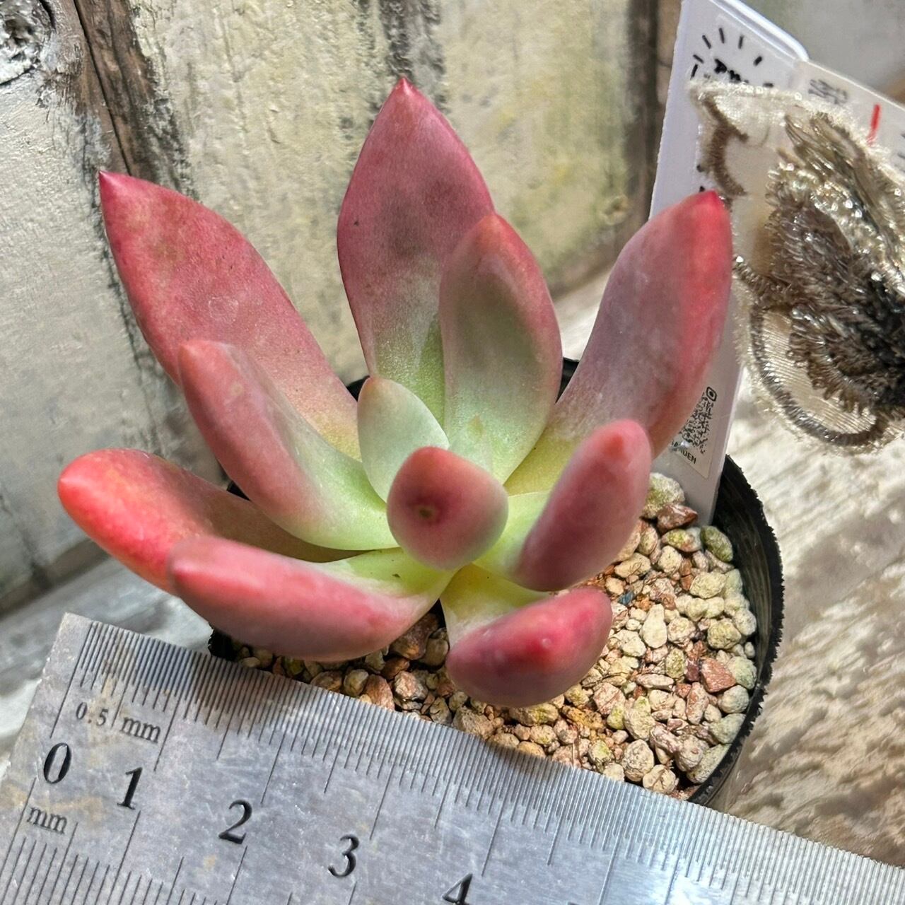 ルビードナ | RuPo 多肉植物専門店