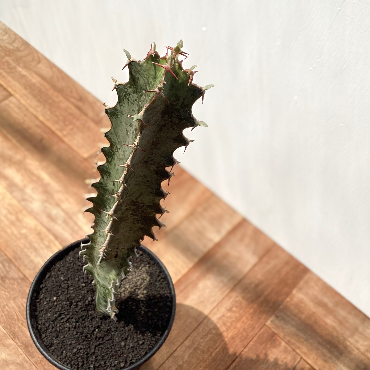 Euphorbia robecchii【ユーフォルビア・ロベッチー】