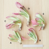 カット苗 カランコエ ファイアフォックス(オリキュラ) 大株 Kalanchoe luciae 'Oricula'