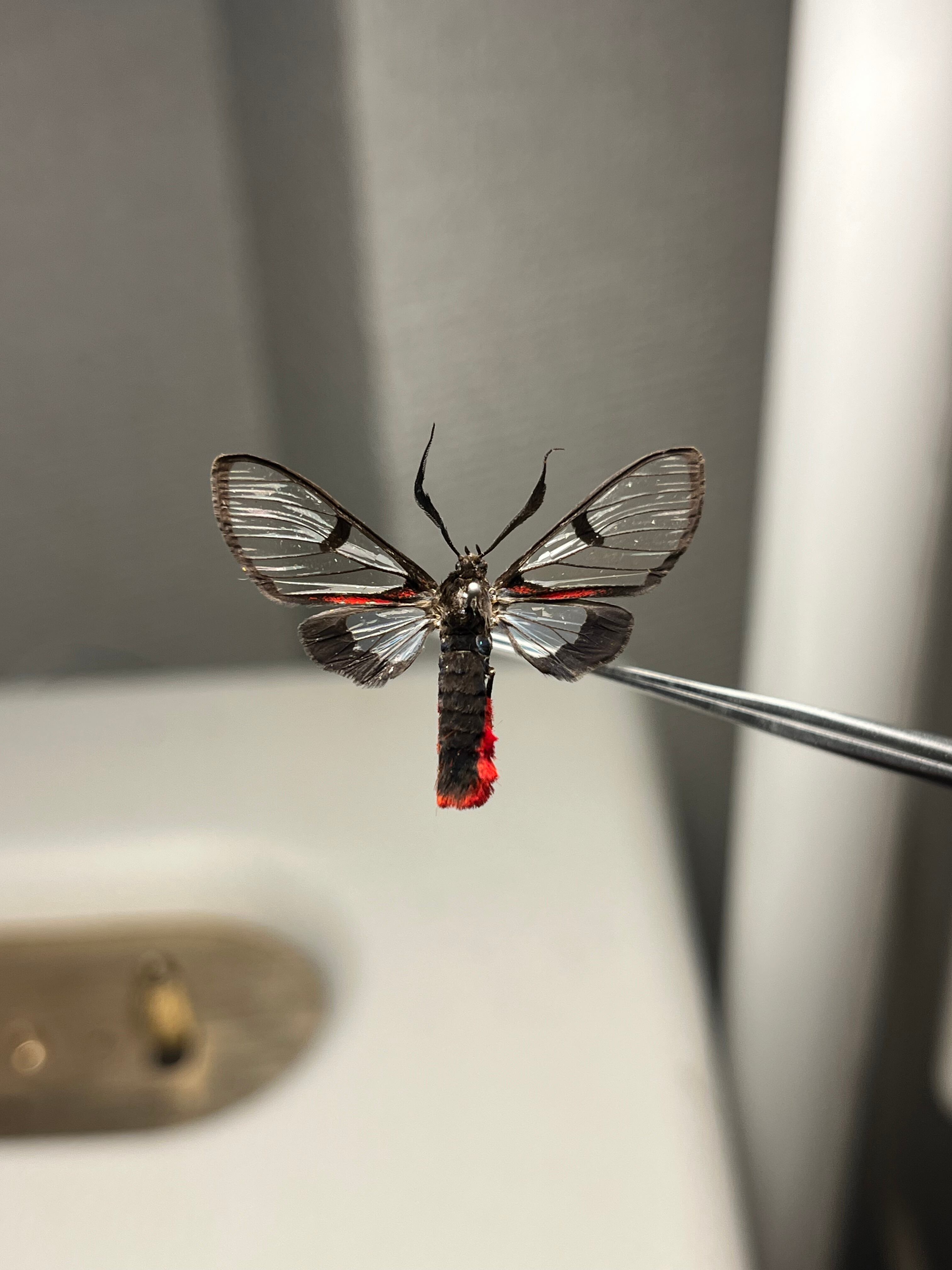 ハラアカスカシヒトリ♂ 外国産蝶標本 ピカソモス ホーク ハチ擬態 蛾
