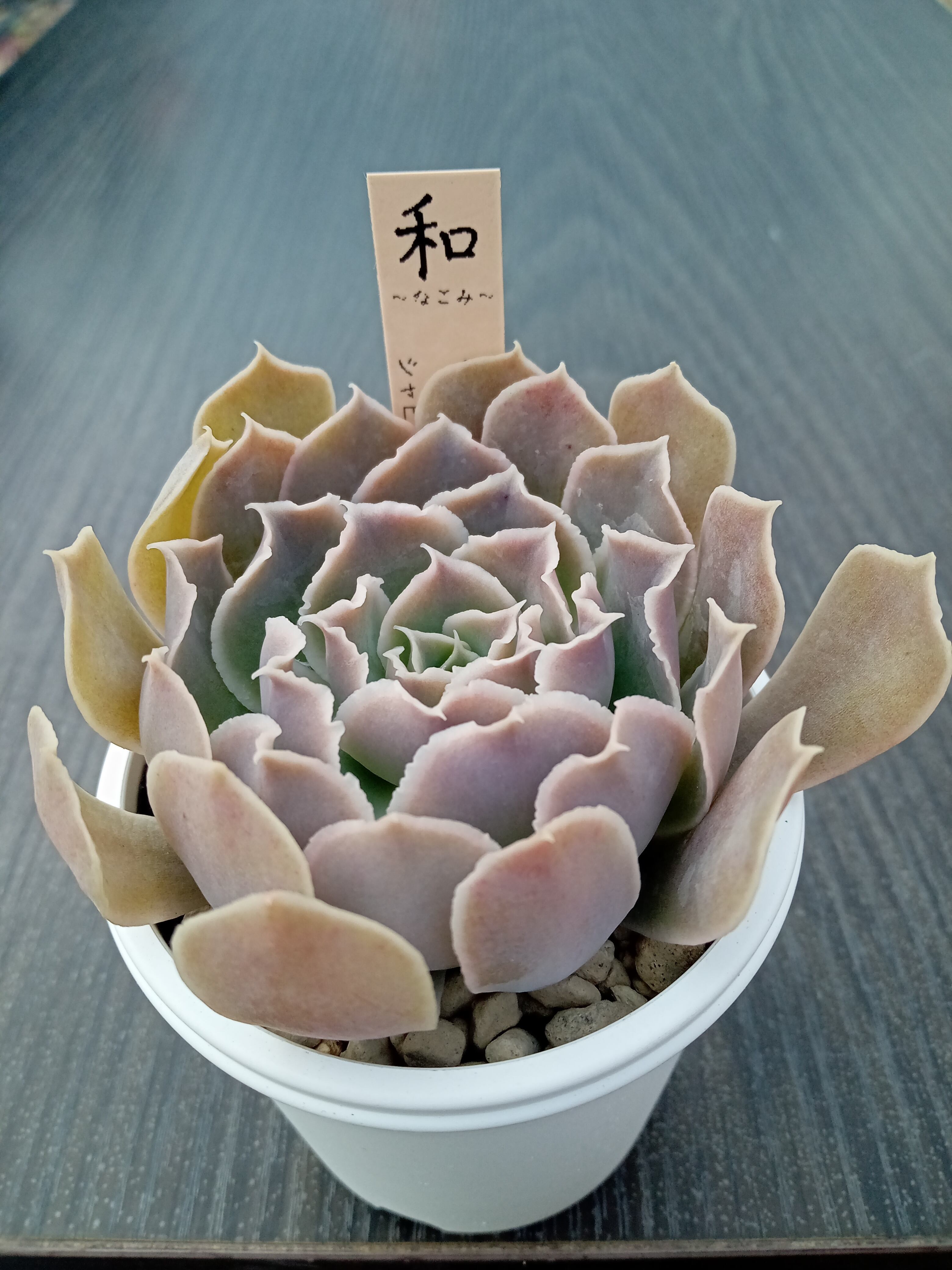 ハートチョイス☓ストリクチフローラノヴァ | 多肉植物 和〜なごみ〜