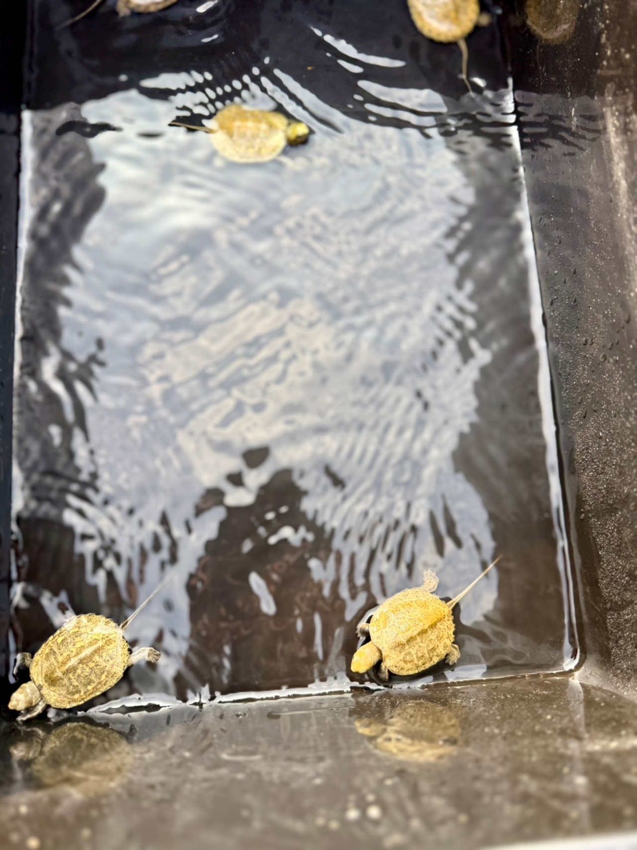 イシガメベビーイエロー - 2