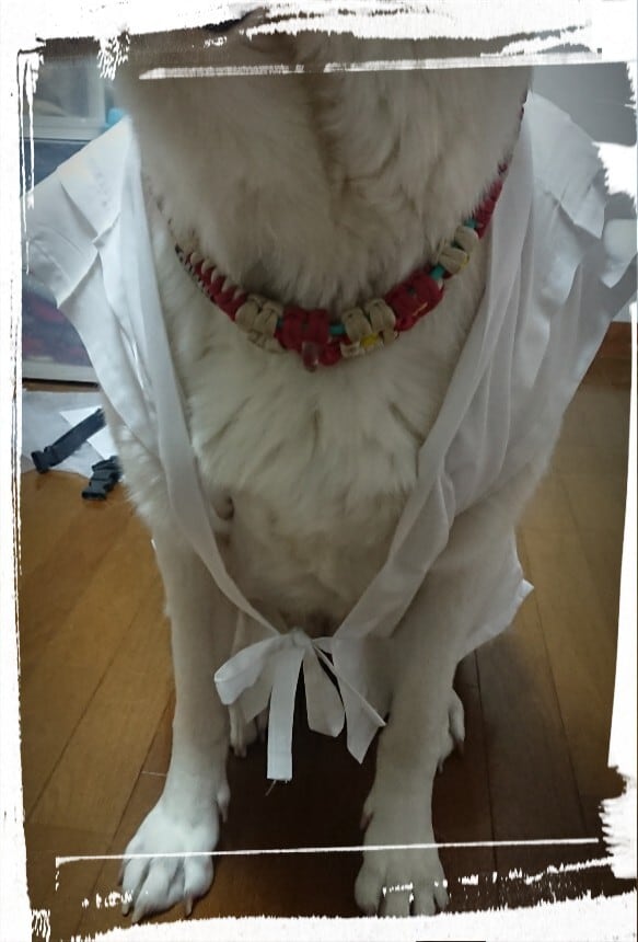 おっきいわんちゃん用 ペット用お遍路白衣 巡礼白衣 輪袈裟付き 3点