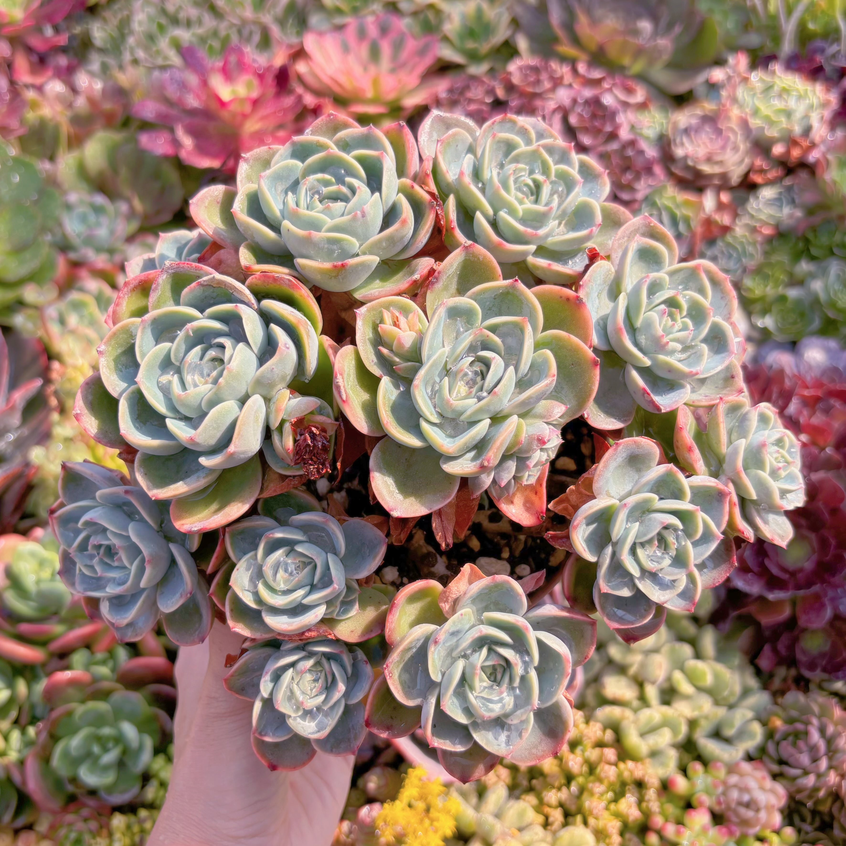 現品　メロン#B16　理想的な株姿　特特大群生　新入荷　るる農園