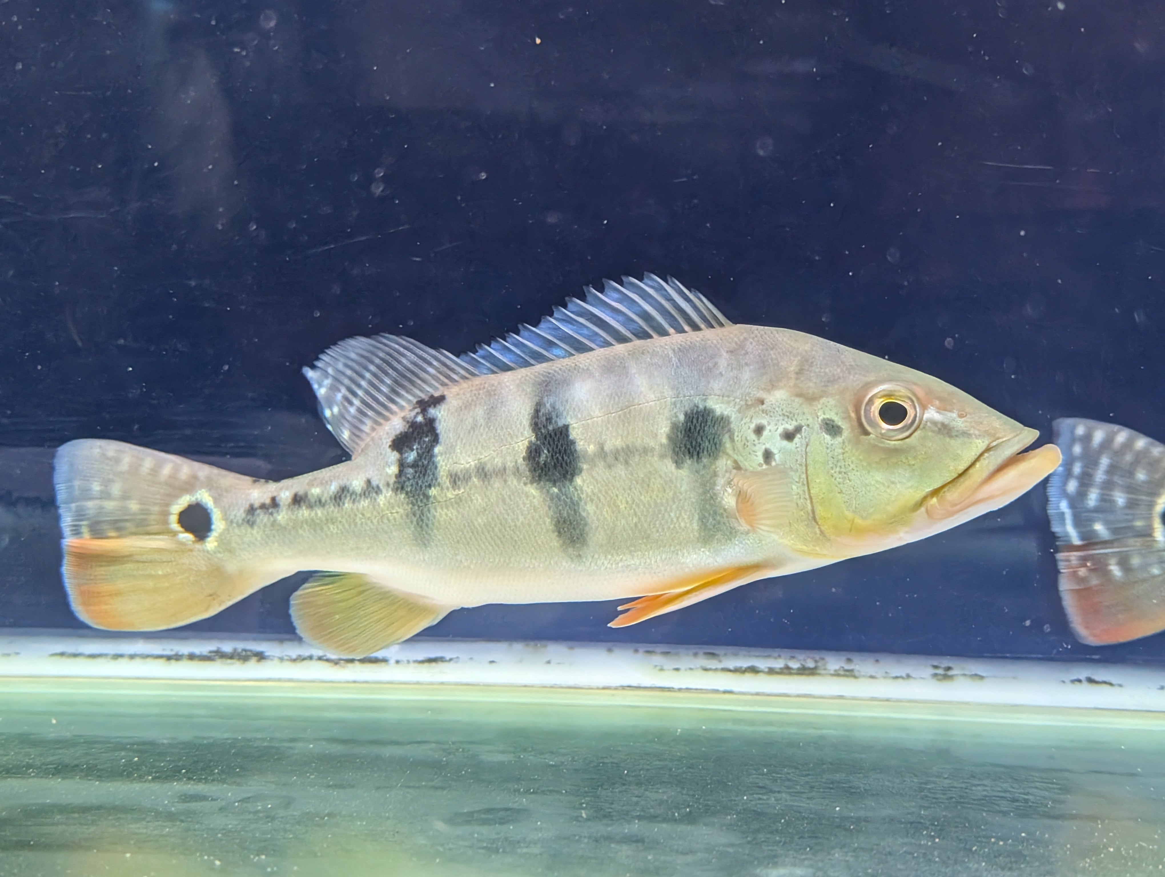 キクラピクティsp（ブリード）※ケルベリー?! | アロワナ等の大型魚