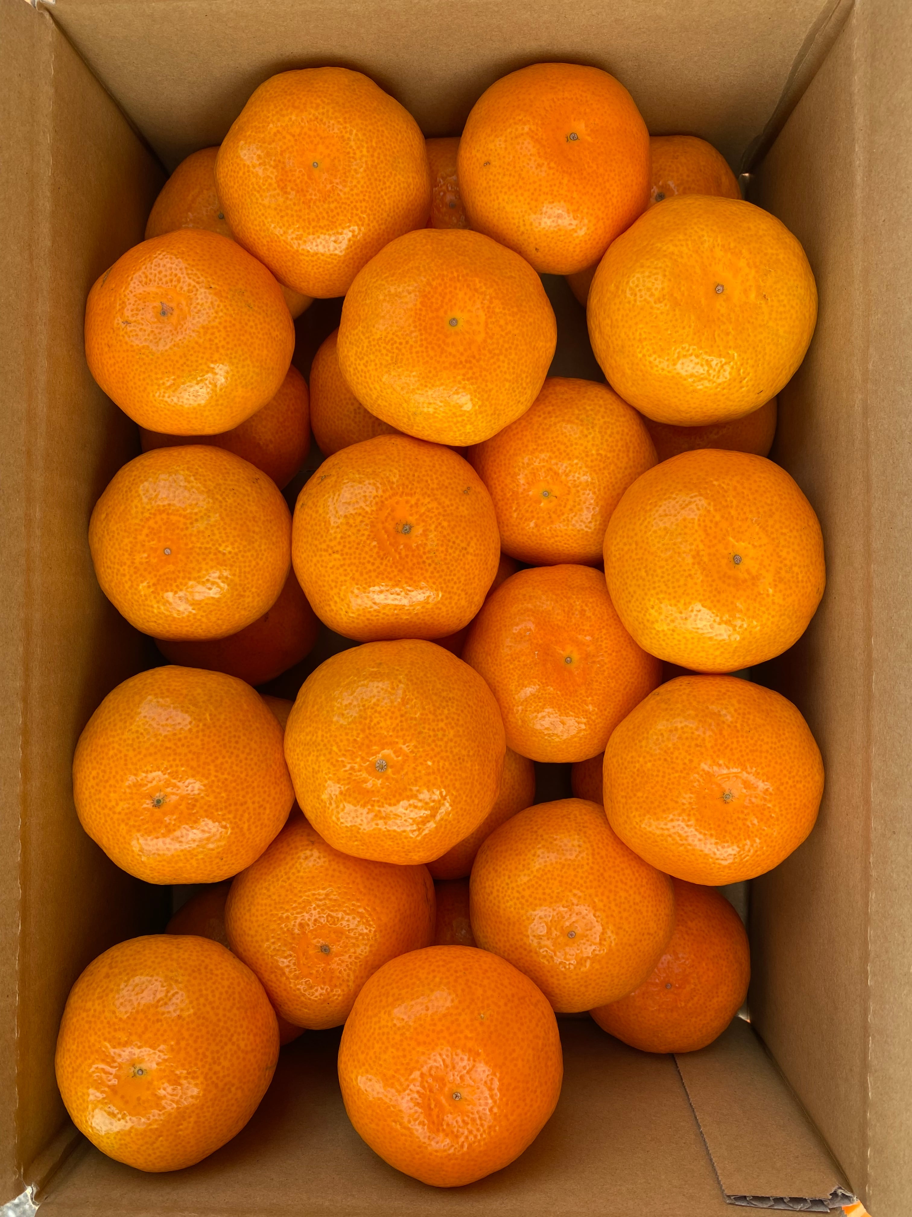 マルチ栽培　極早生(ごくわせ)温州みかん　Sサイズ　2kg