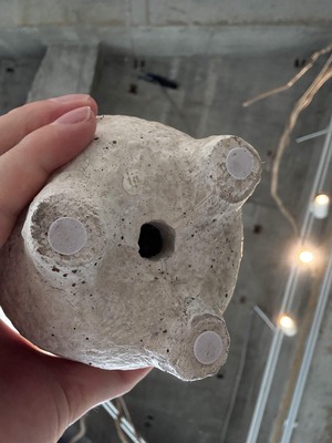 シンゴニウム・ストロベリー