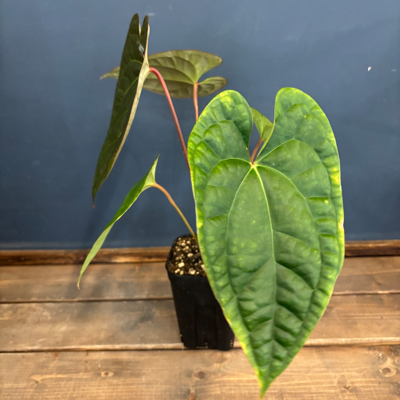 アンスリウム　luxurians(red) × sp. aff. besseae【331】