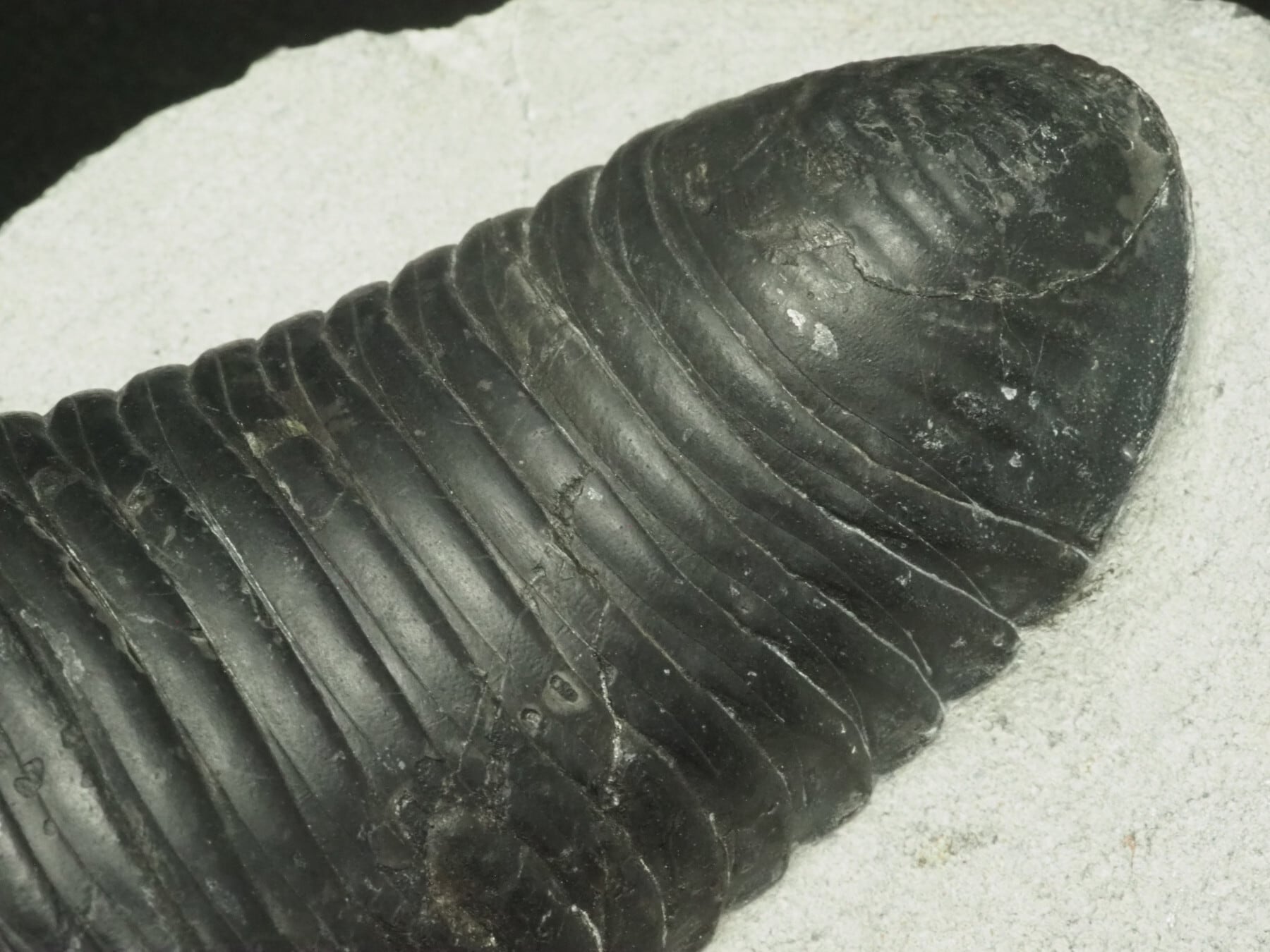 三葉虫（Phacops）｜化石販売・鉱物販売の東京サイエンス 大型