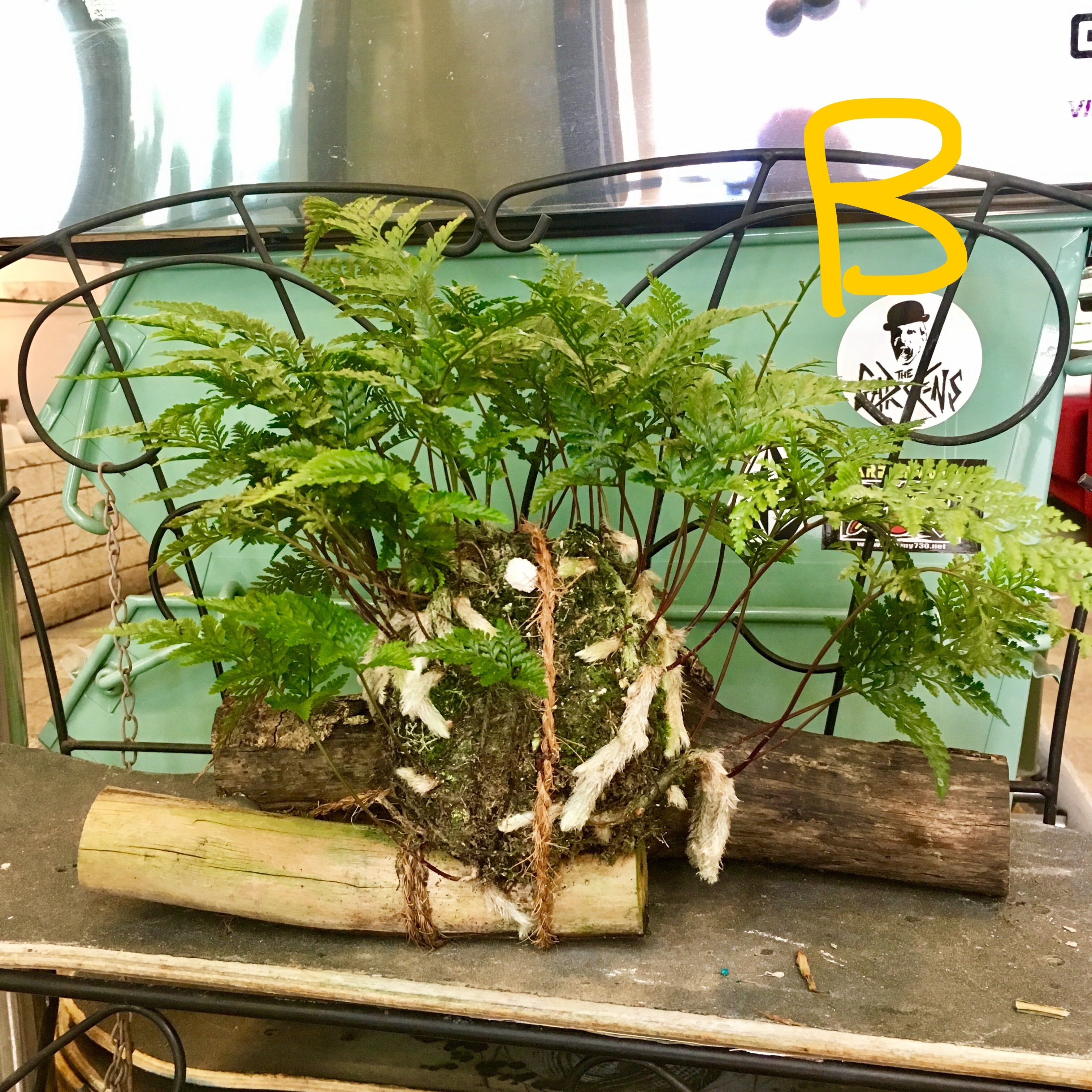 シノブ 苔玉 | ハルカゼフラワー