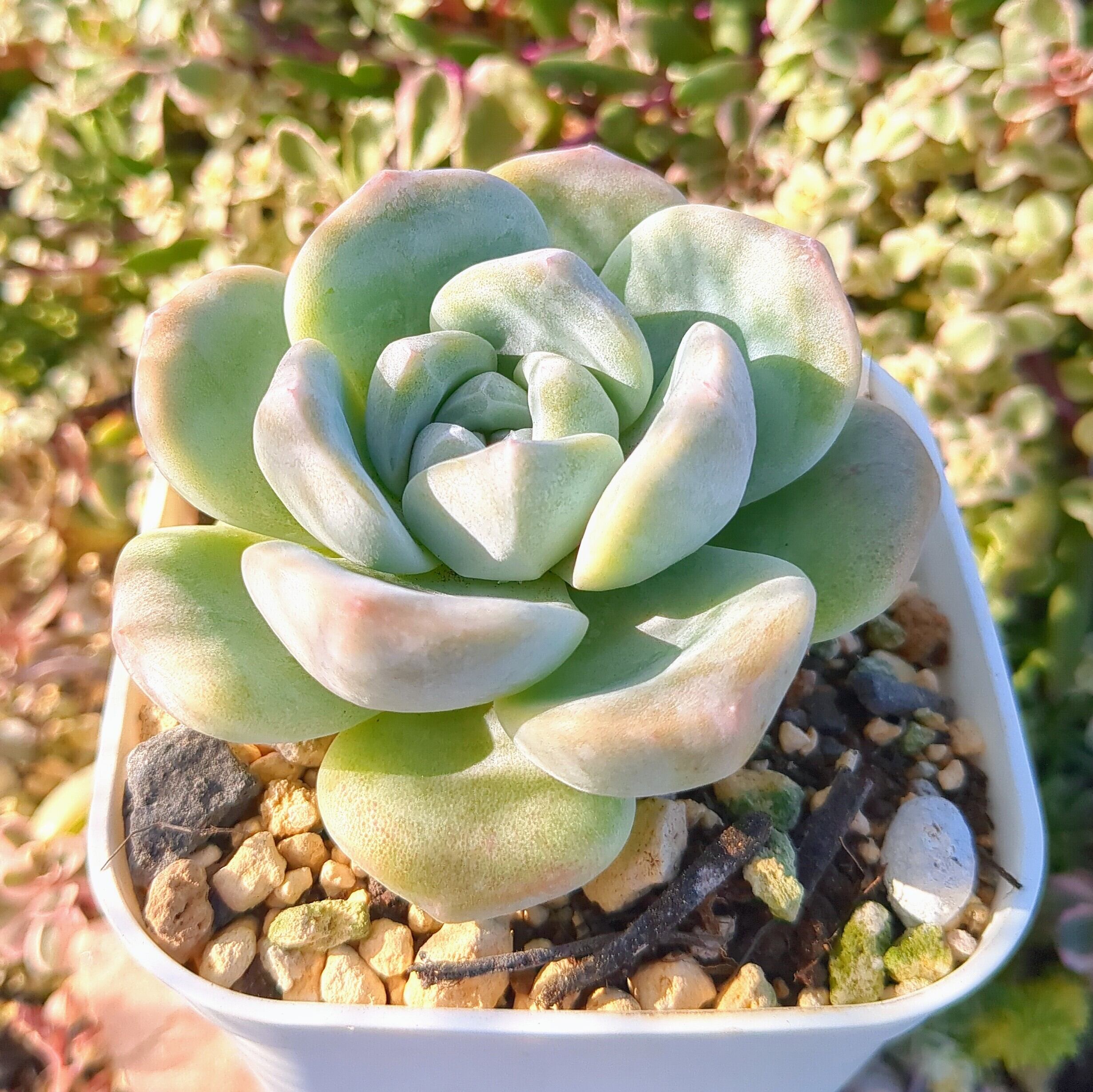 アイスグリーン　多肉植物