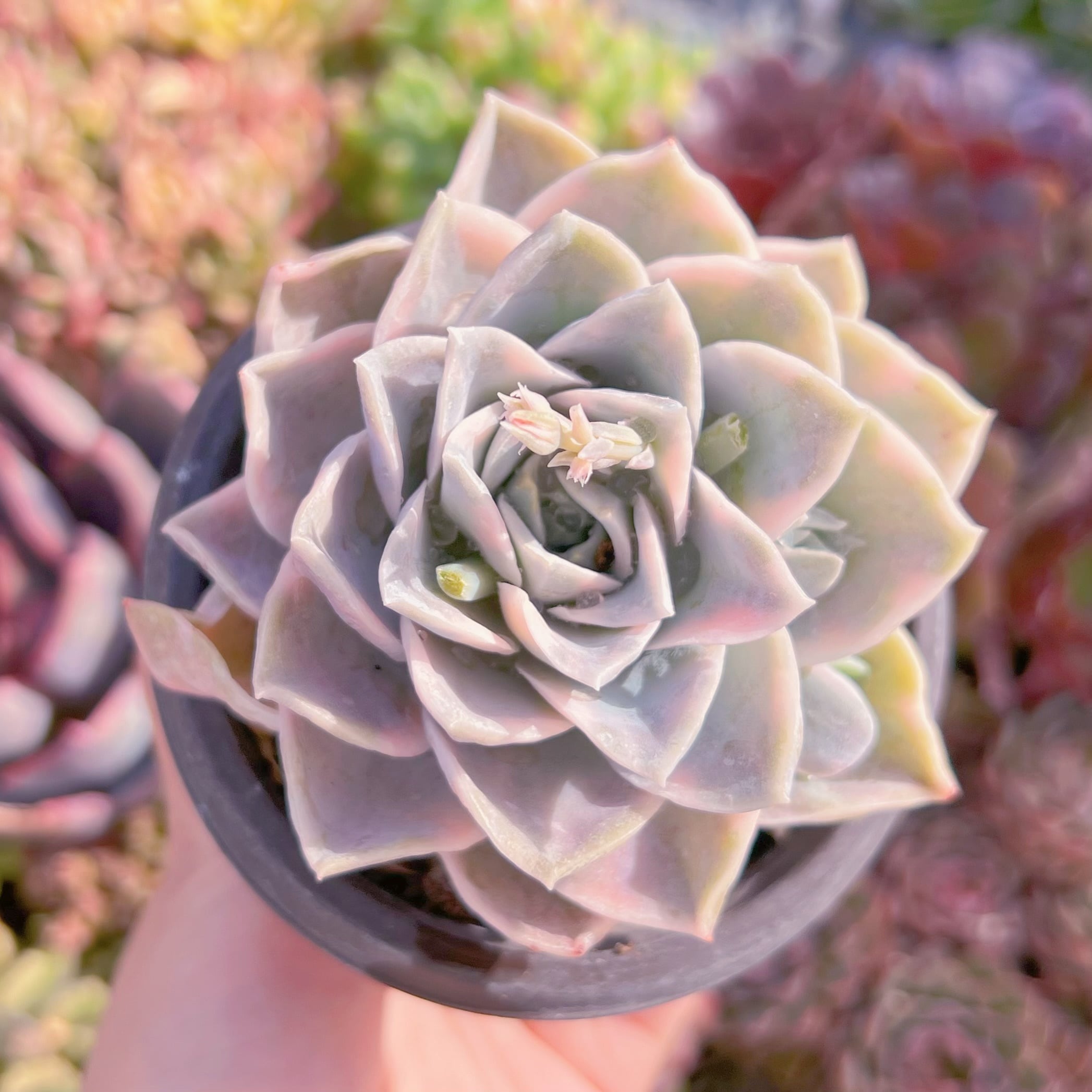 現品　ラブリーローズx白牡丹錦#225　るる農園