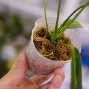 アンスリウム ワロクアーナム / Anthurium Warocqueanum㉔ / 観葉植物<育て方・花言葉>