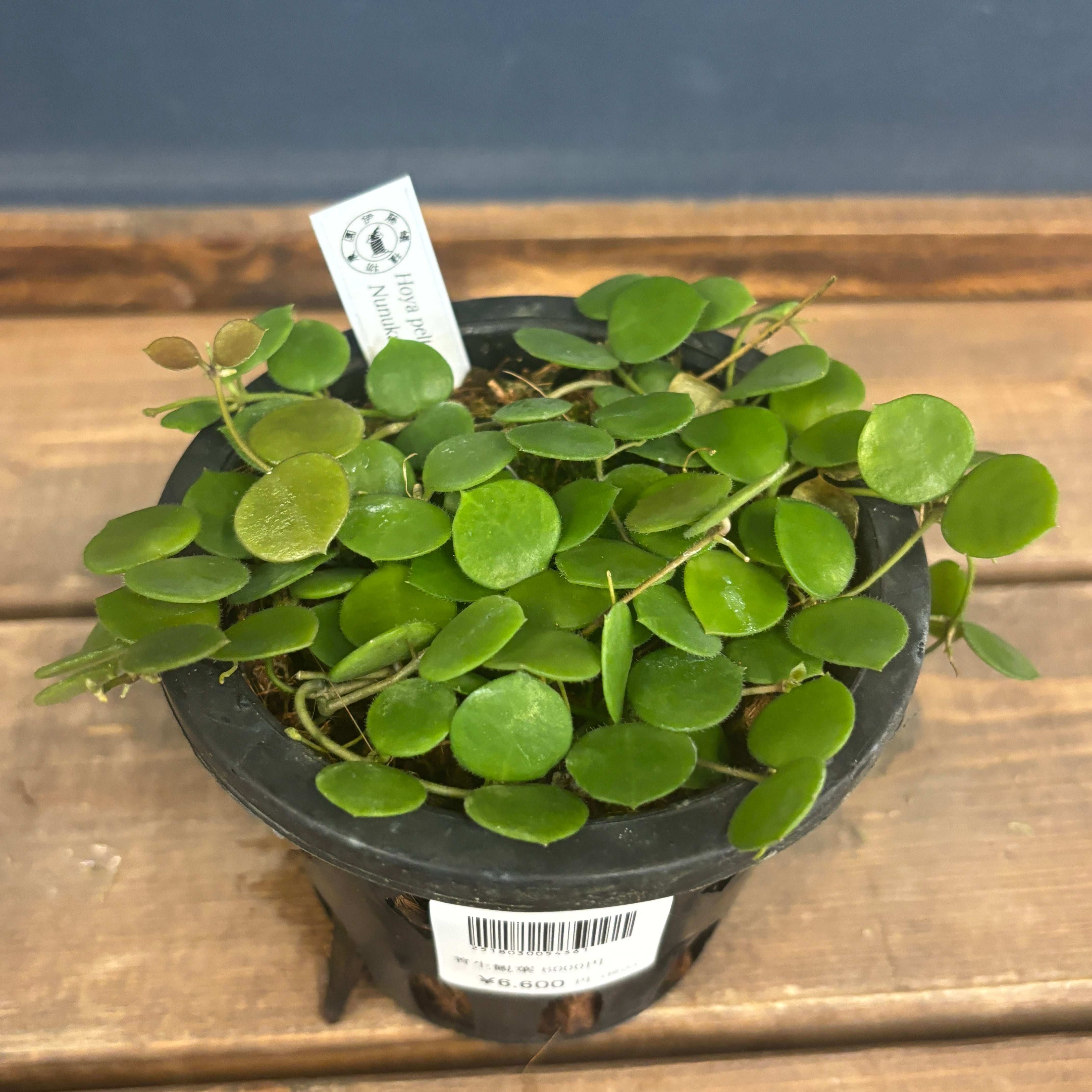 伊藤蟻植物農園 | PROTOLEAF プロトリーフ