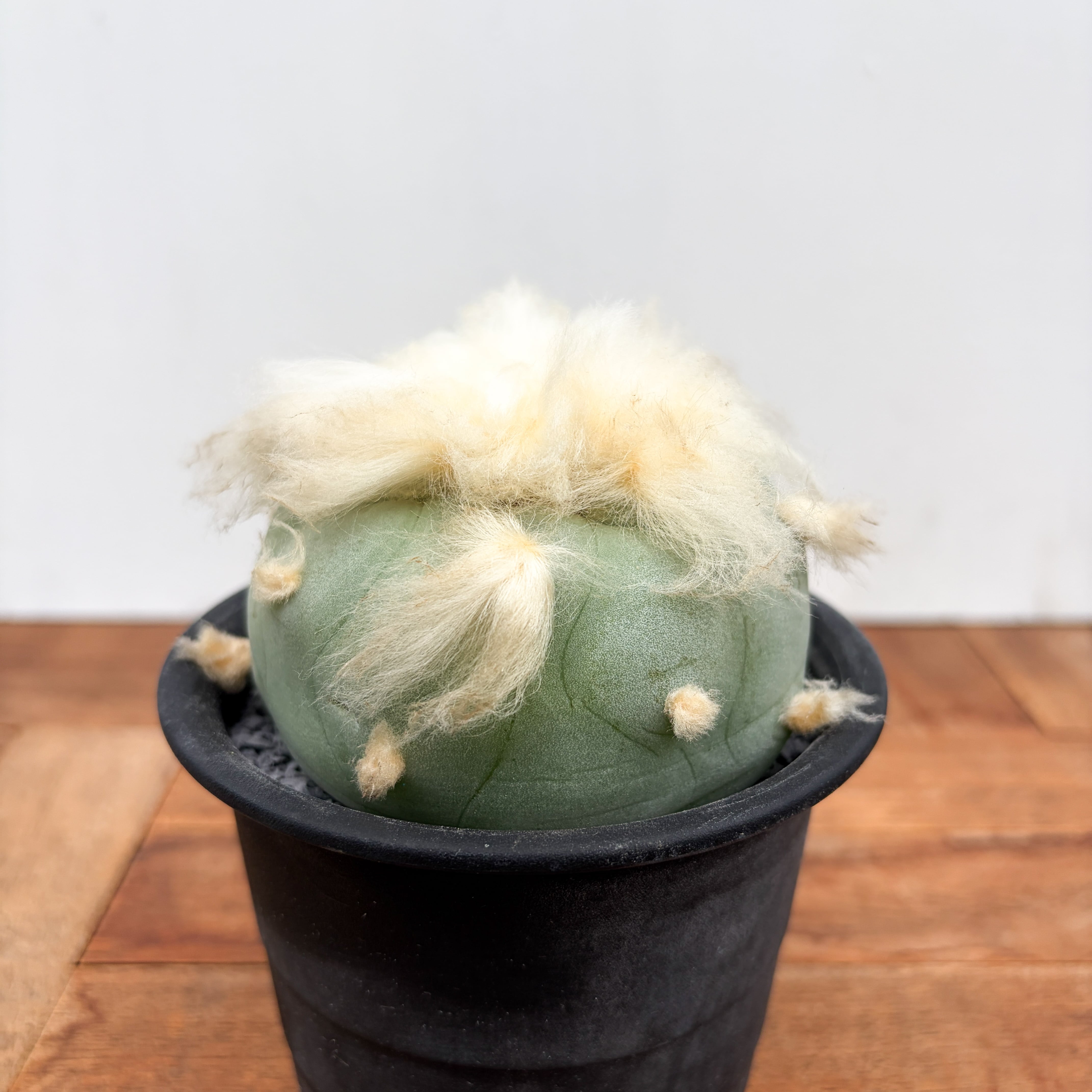 Lophophora diffusa 【ロフォフォラ・黒肌翠冠玉】 | RIMO'S GREEN