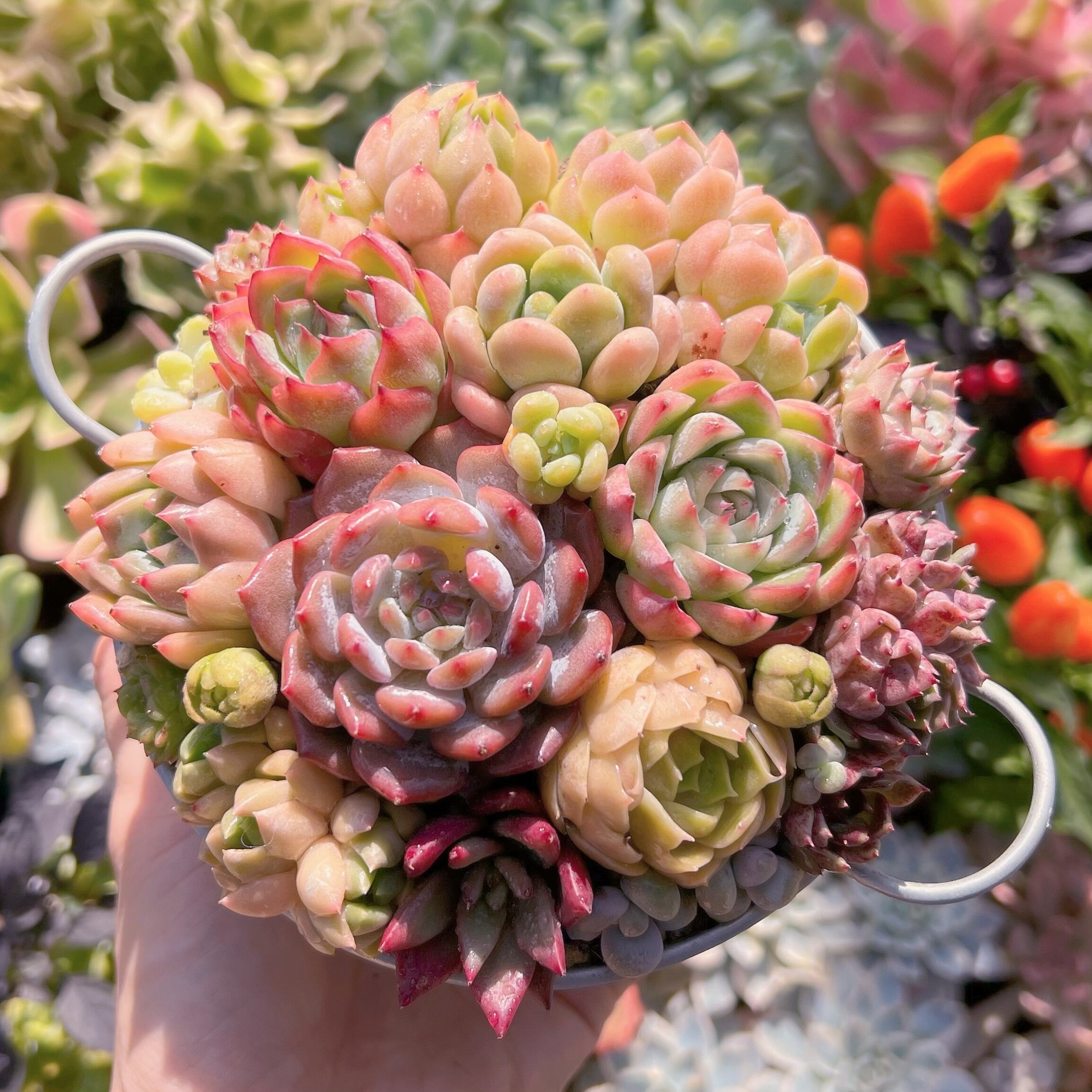 現物　寄せ植え鍋セット#636   るる農園