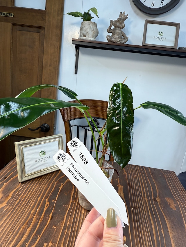 ★1898【流れる葉姿】フィロデンドロン　パトリシアエ（10cm口径ポット）