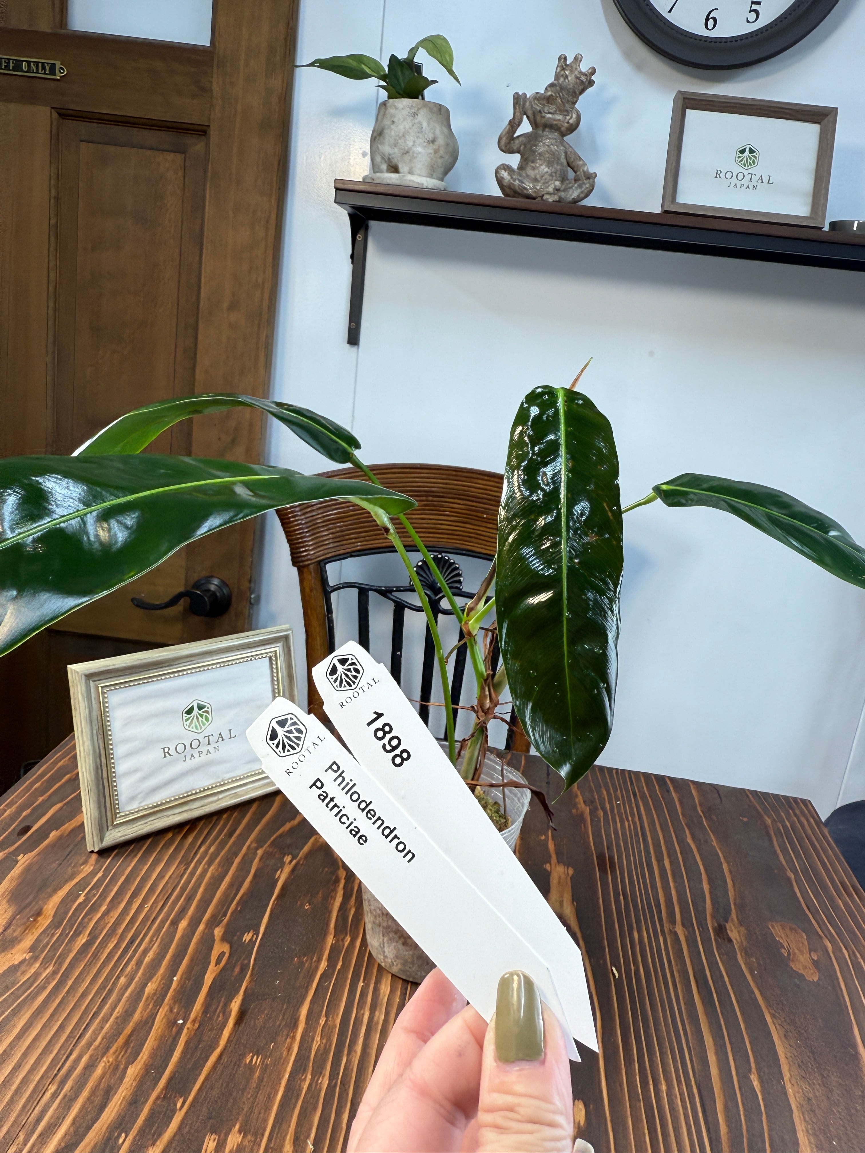 ★1898【流れる葉姿】フィロデンドロン パトリシアエ(10cm口径ポット)
