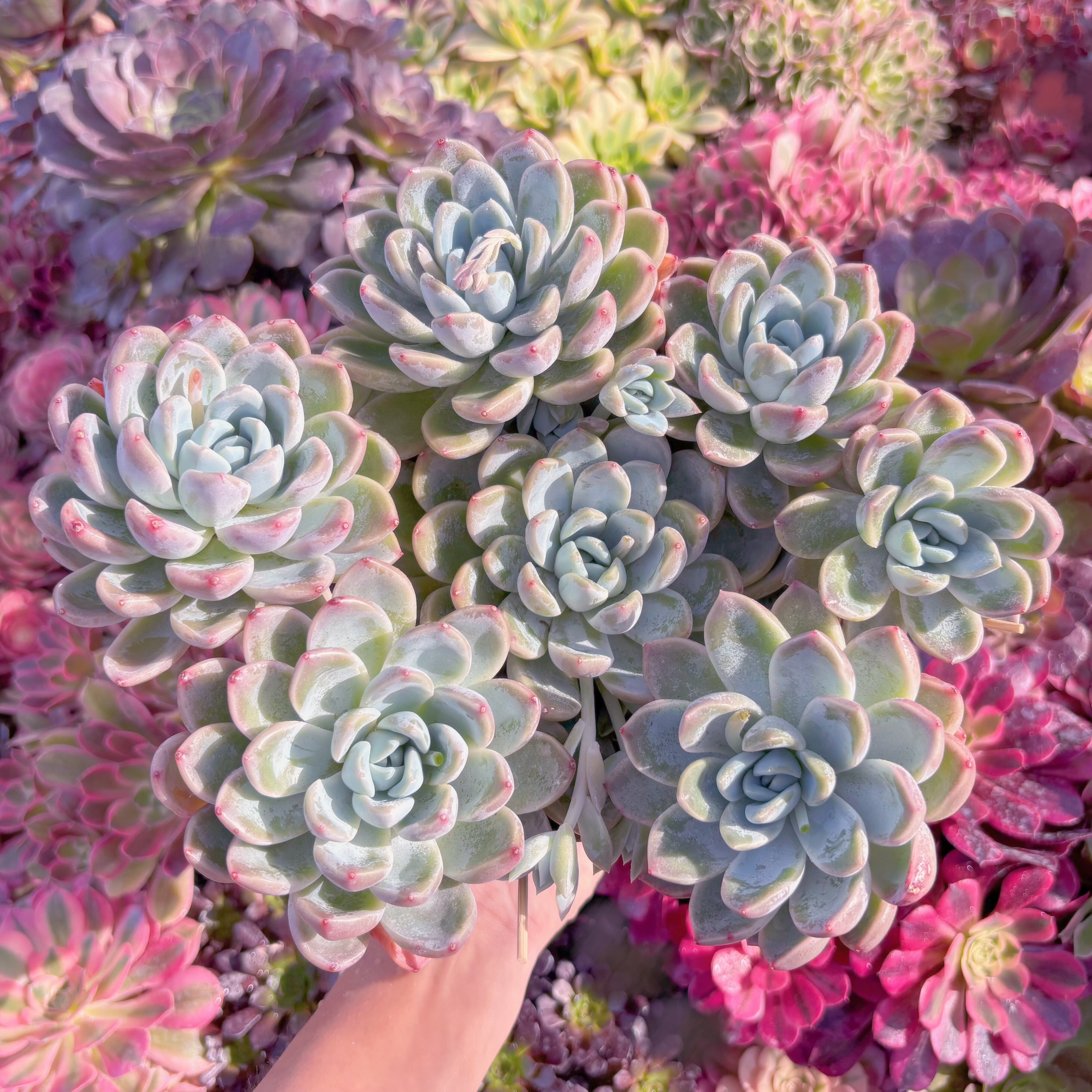 現品　瑶池#717　特大群生　新入荷　るる農園