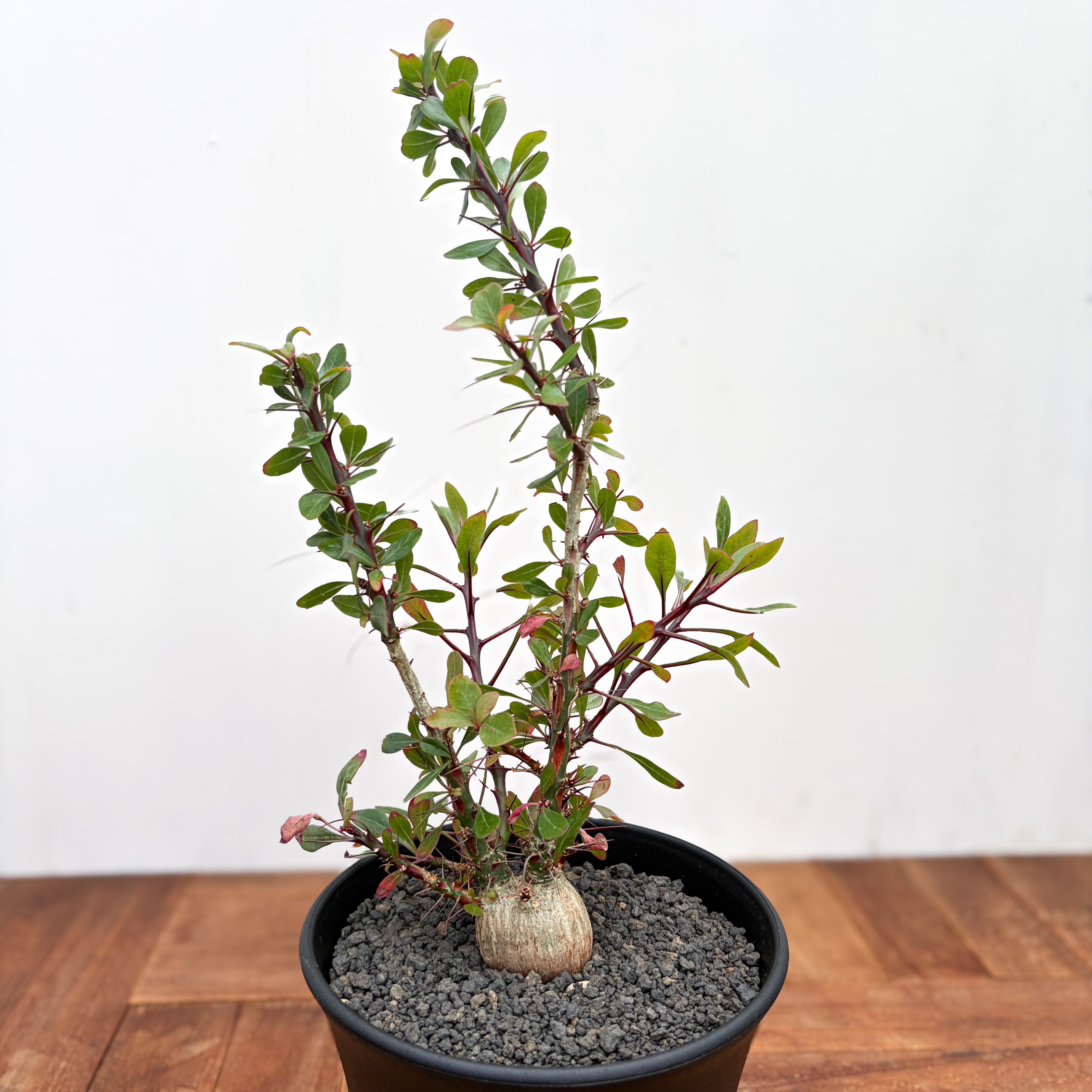 フォークイエリア ファシクラータ 国内実生株 植物引退品 フォークイエリア ファシクラータ【945】 | PROTOLEAF プロトリーフ 塊根植物・コーデックス