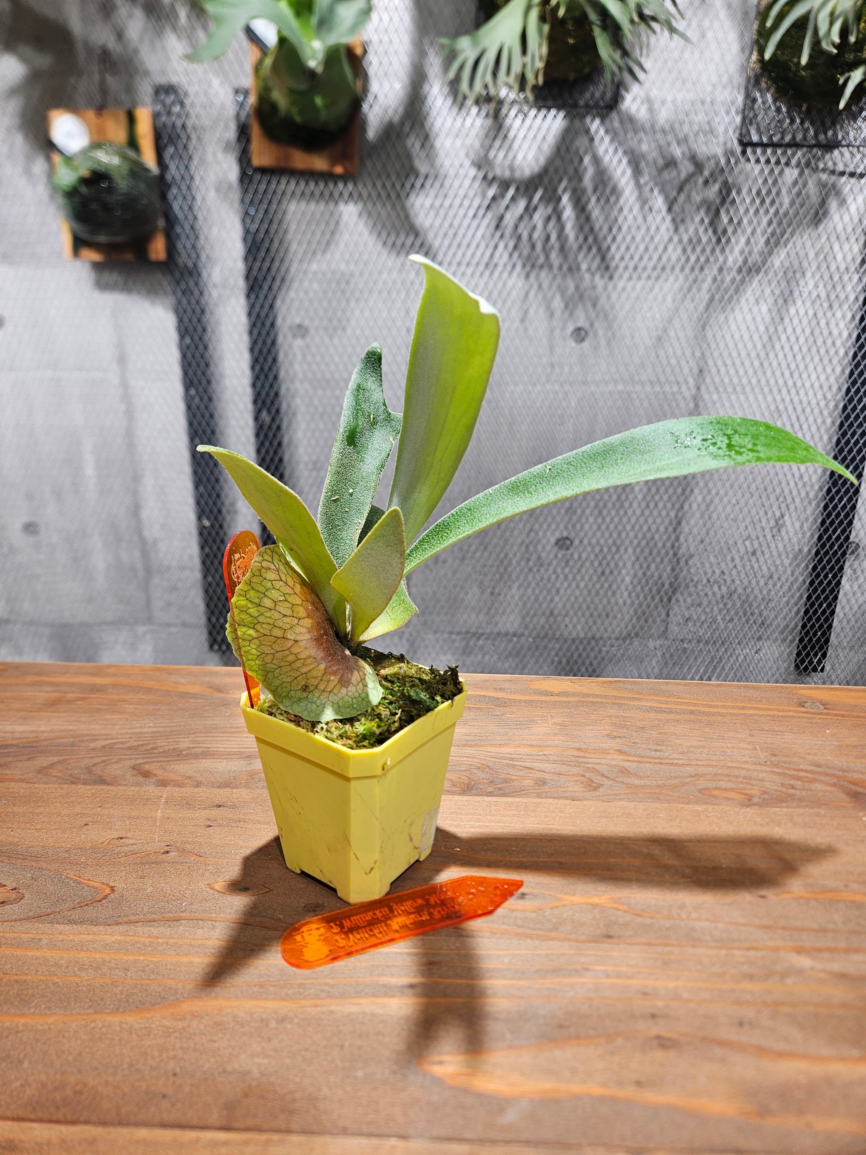 P.veitchii Auburn River × P.willinckii Yellow Moon Sporelings