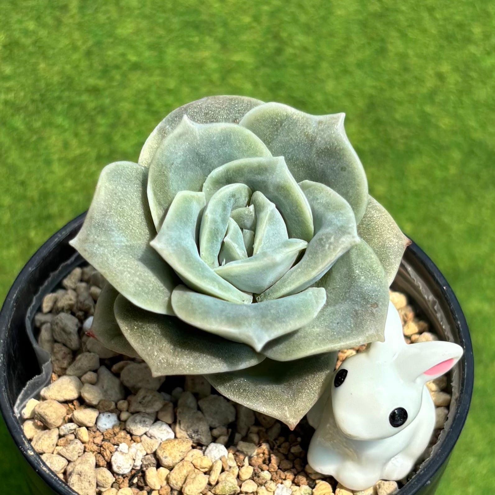 多肉植物 豆彦商店