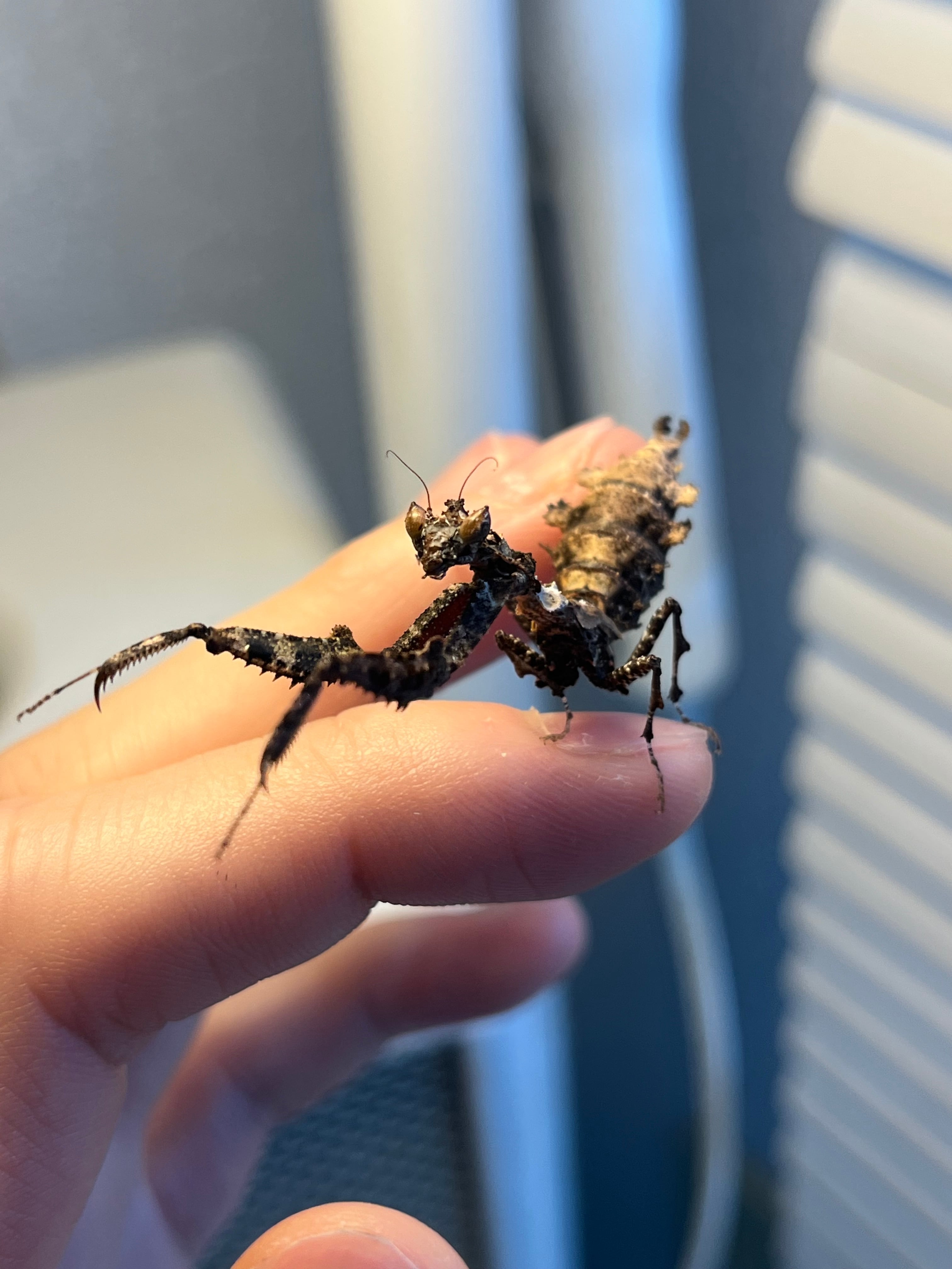 工場 【B品標本】モモアカケンランカマキリ スパイダーマンティ