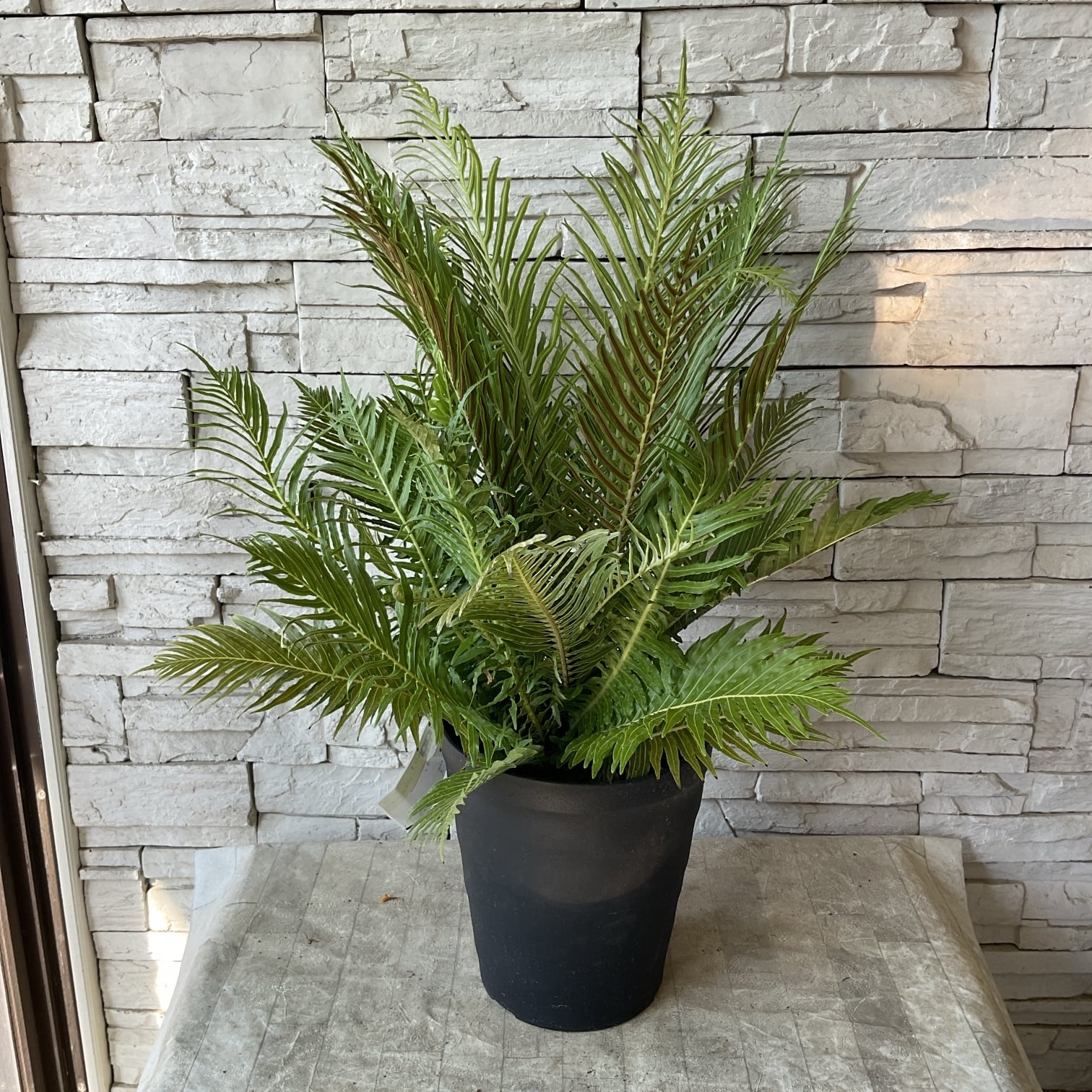 観葉植物】カンナ シュトゥットガルト | 橋本種苗園